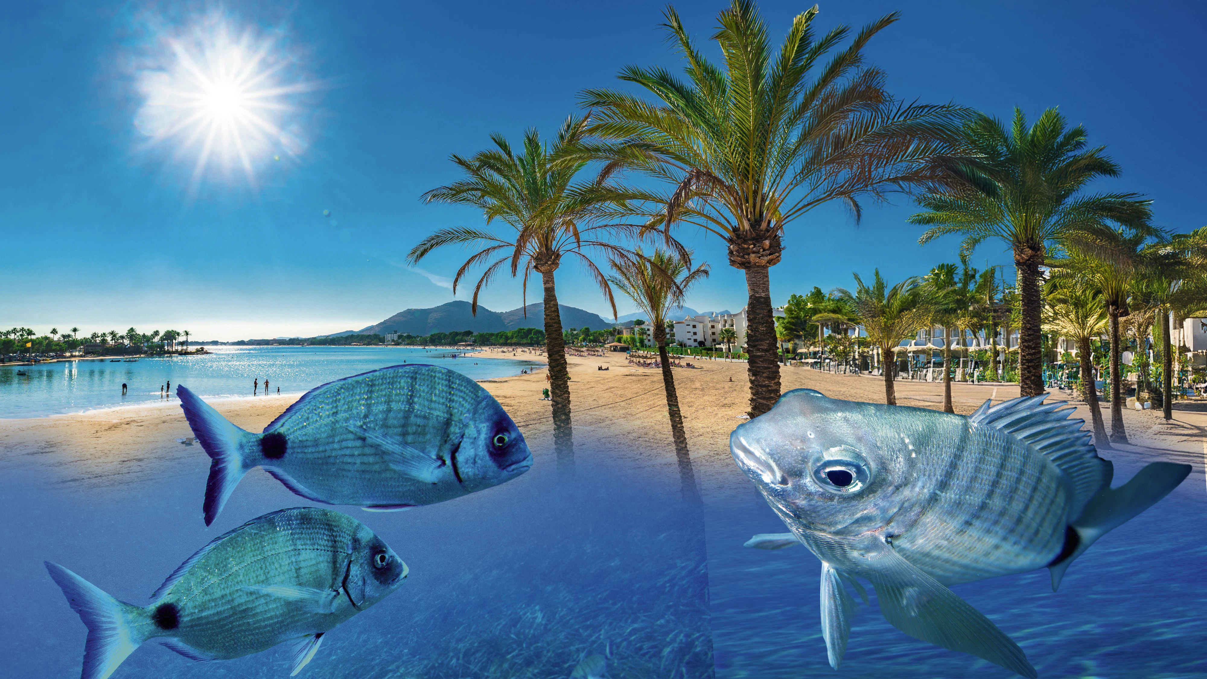Heute.at - Mallorca: Beißende Fische verletzen Badegäste