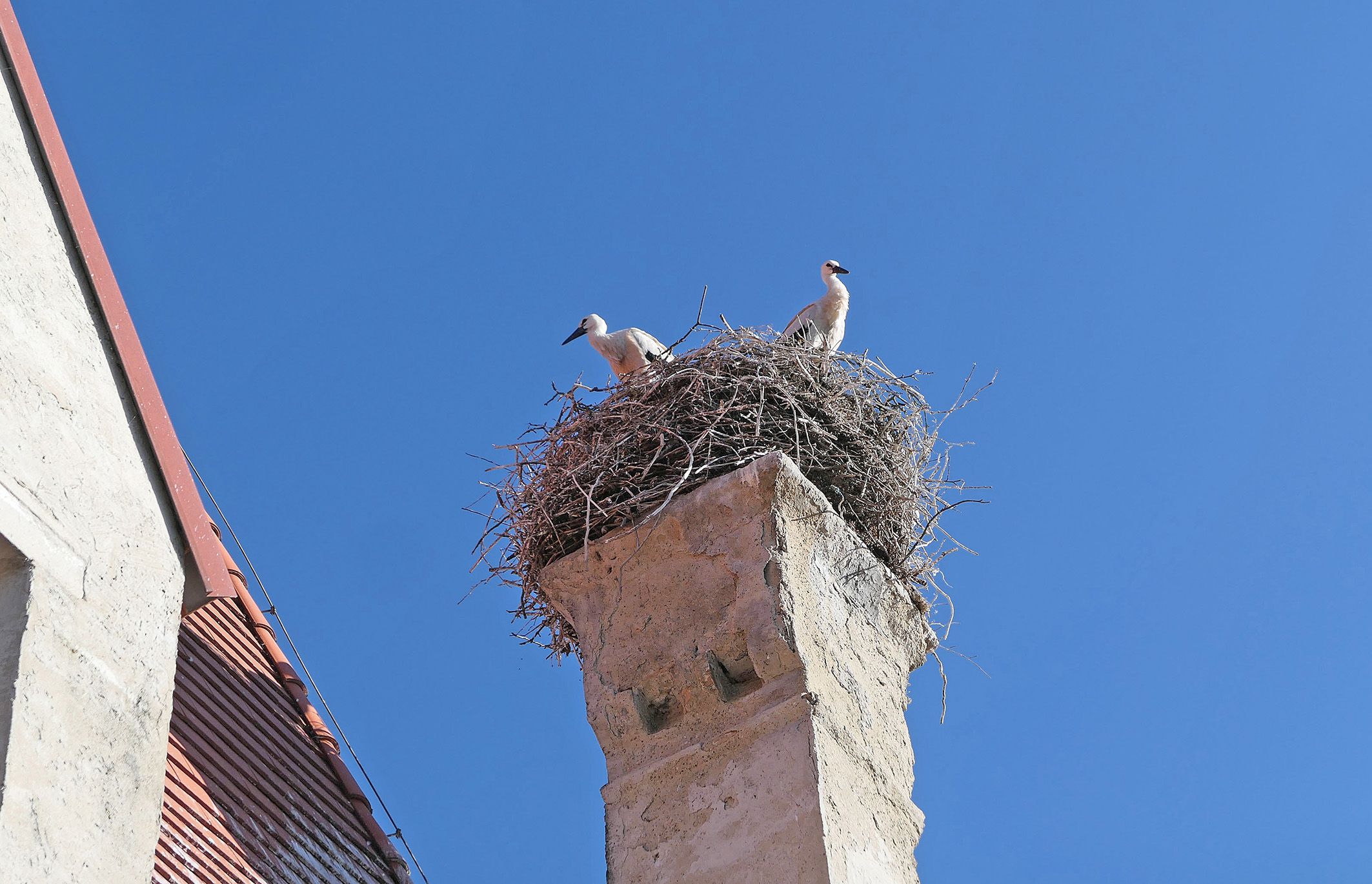 Zwei Jungstörche beim Schloss Orth an der Donau. 