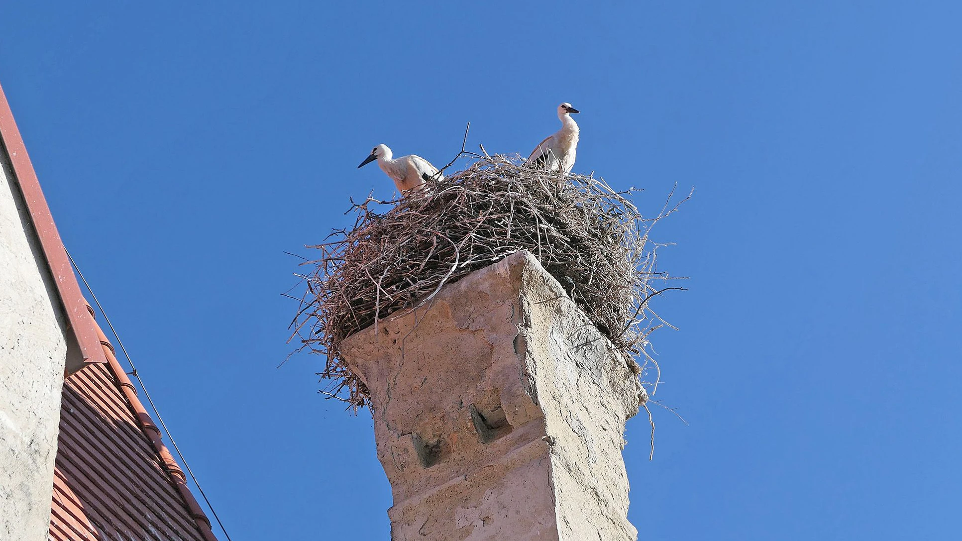 Heute.at - Zwei Jungstörche in NÖ sind bereit zum Abflug