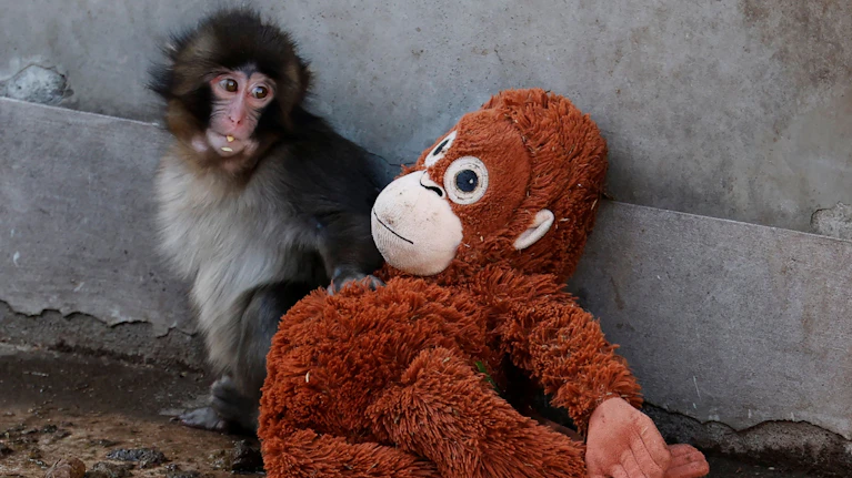 Seine Mutter verstieß ihn nach der Geburt, sein erster Freund war ein Plüsch-Orang-Utan von Ikea. Die Geschichte des Makaken-Babys Punch aus dem Zoo von Ichikawa in Japan rührte vor einem halben Jahr Millionen zu Tränen. Nun feierte der Affe den ersten Geburtstag.