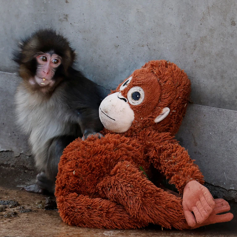Seine Mutter verstieß ihn nach der Geburt, sein erster Freund war ein Plüsch-Orang-Utan von Ikea. Die Geschichte des Makaken-Babys Punch aus dem Zoo von Ichikawa in Japan rührte vor einem halben Jahr Millionen zu Tränen. Nun feierte der Affe den ersten Geburtstag.