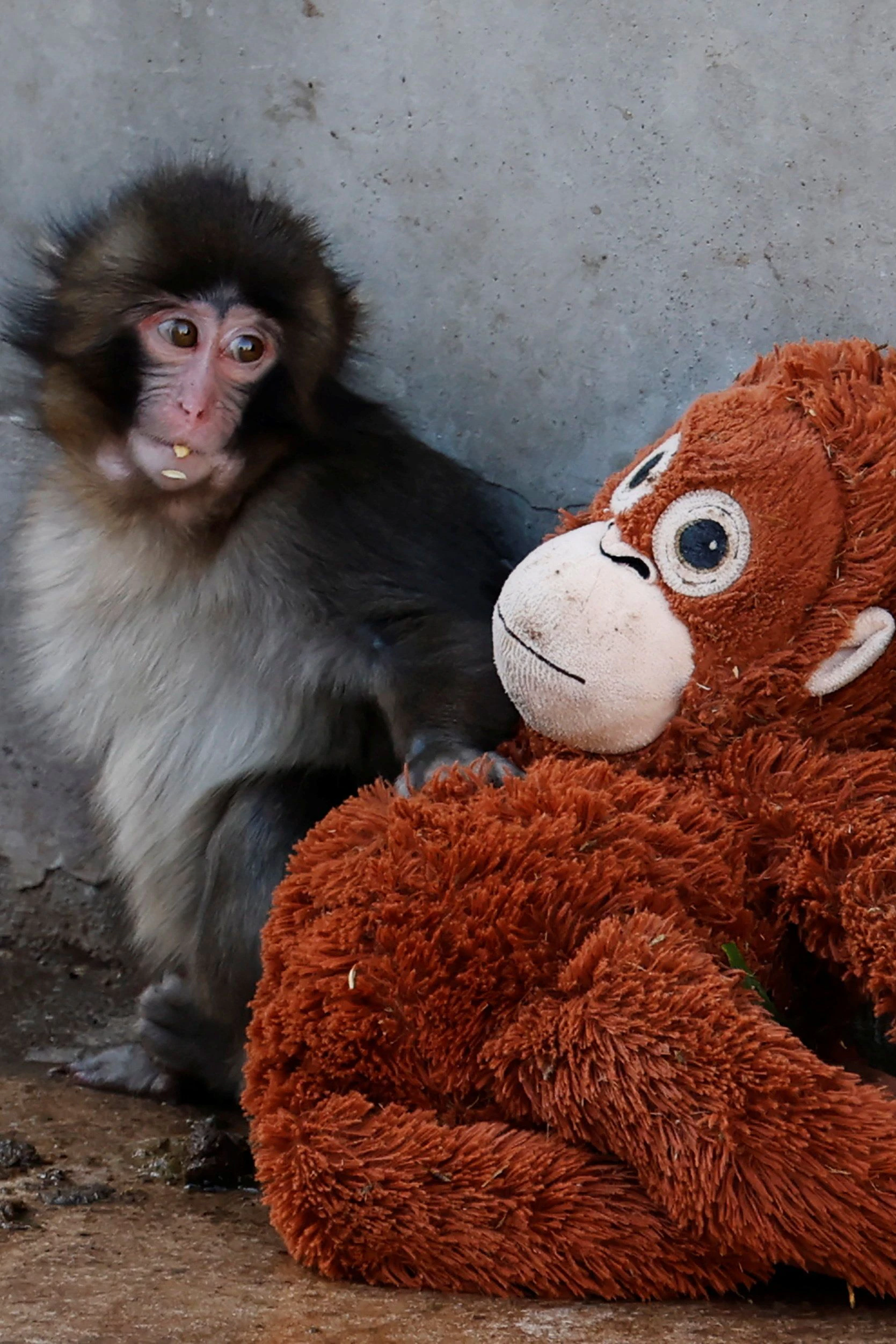 Punch, damals gerade sechs Monate alt, im Februar 2026 in seinem Gehege im Zoo von Ichikawa: Ein Plüsch-Orang-Utan war damals sein einziger Freund