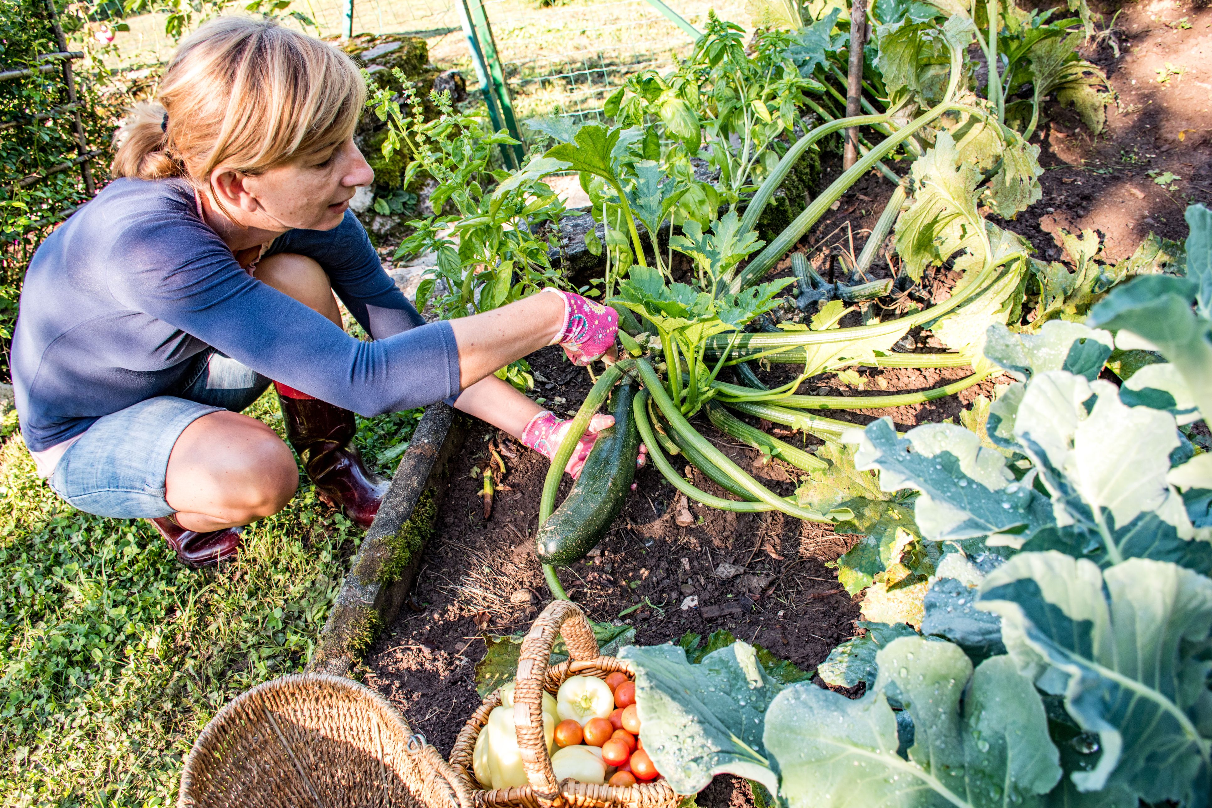Eigentlich müsste die Zucchini jetzt reichlich tragen. Tut sie das nicht, lohnt sich ein genauer Blick.
