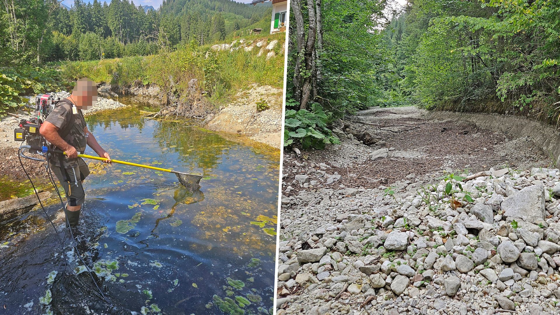 Auch der Langbathbach liegt mittlerweile fast trocken – Hunderte Fische wurden jetzt gerettet.