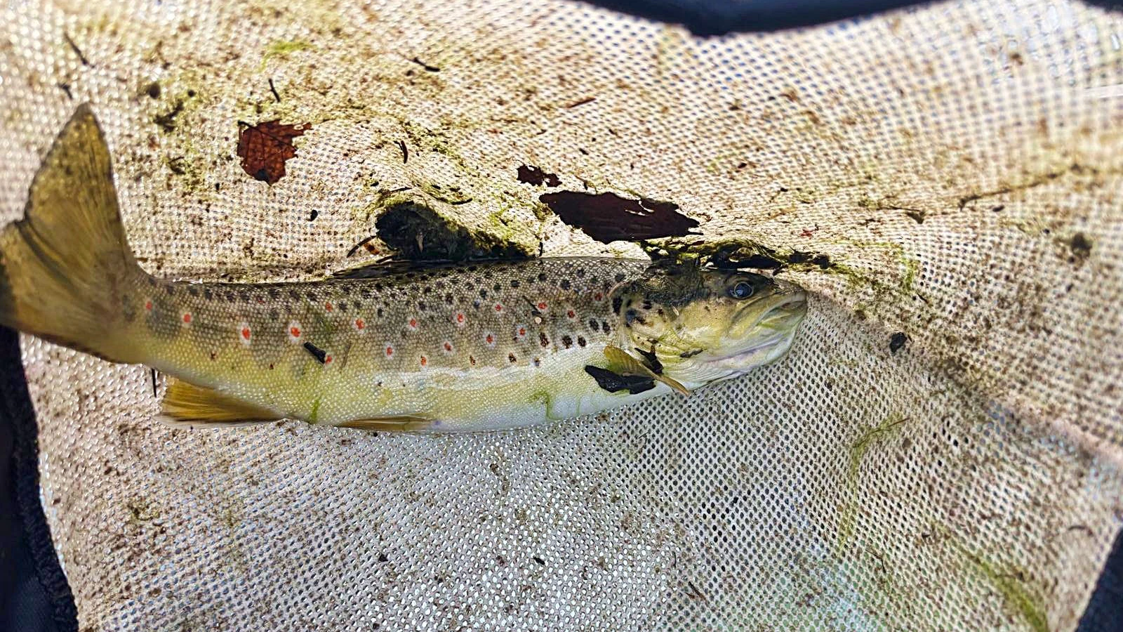 Über 700 Fische wurden aus dem Bach gefischt und zum Langbathsee gebracht.