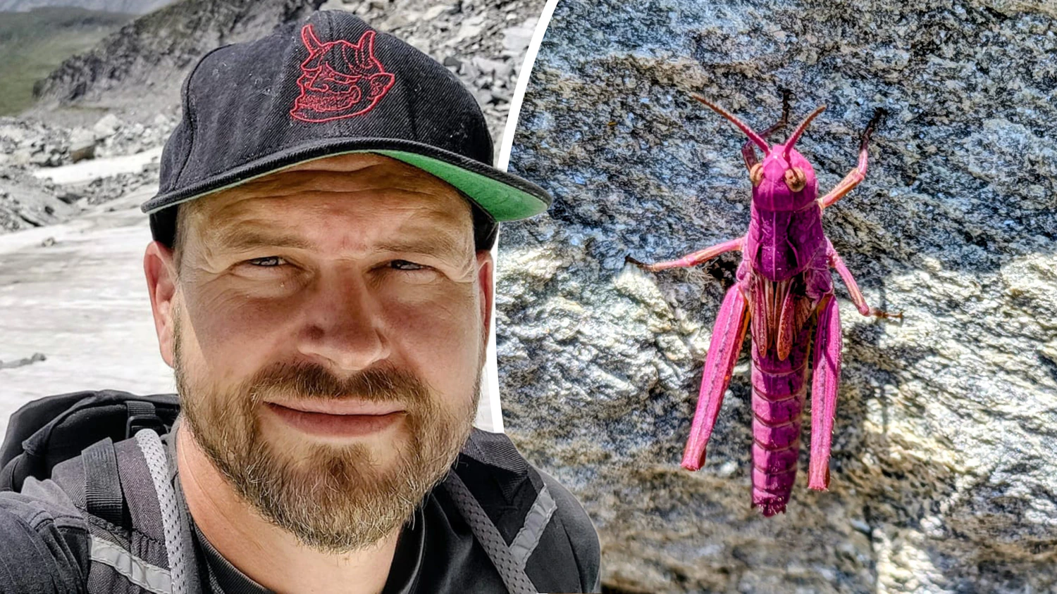 Heute.at - Seltener pinker Grashüpfer in Salzburg entdeckt