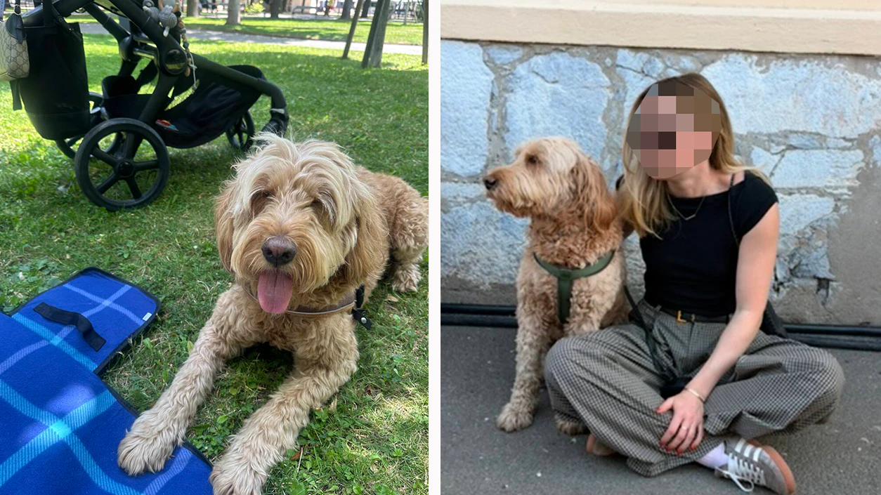 Heute.at - Hund nicht angeleint: Wienerin kassiert 300-Euro-Strafe