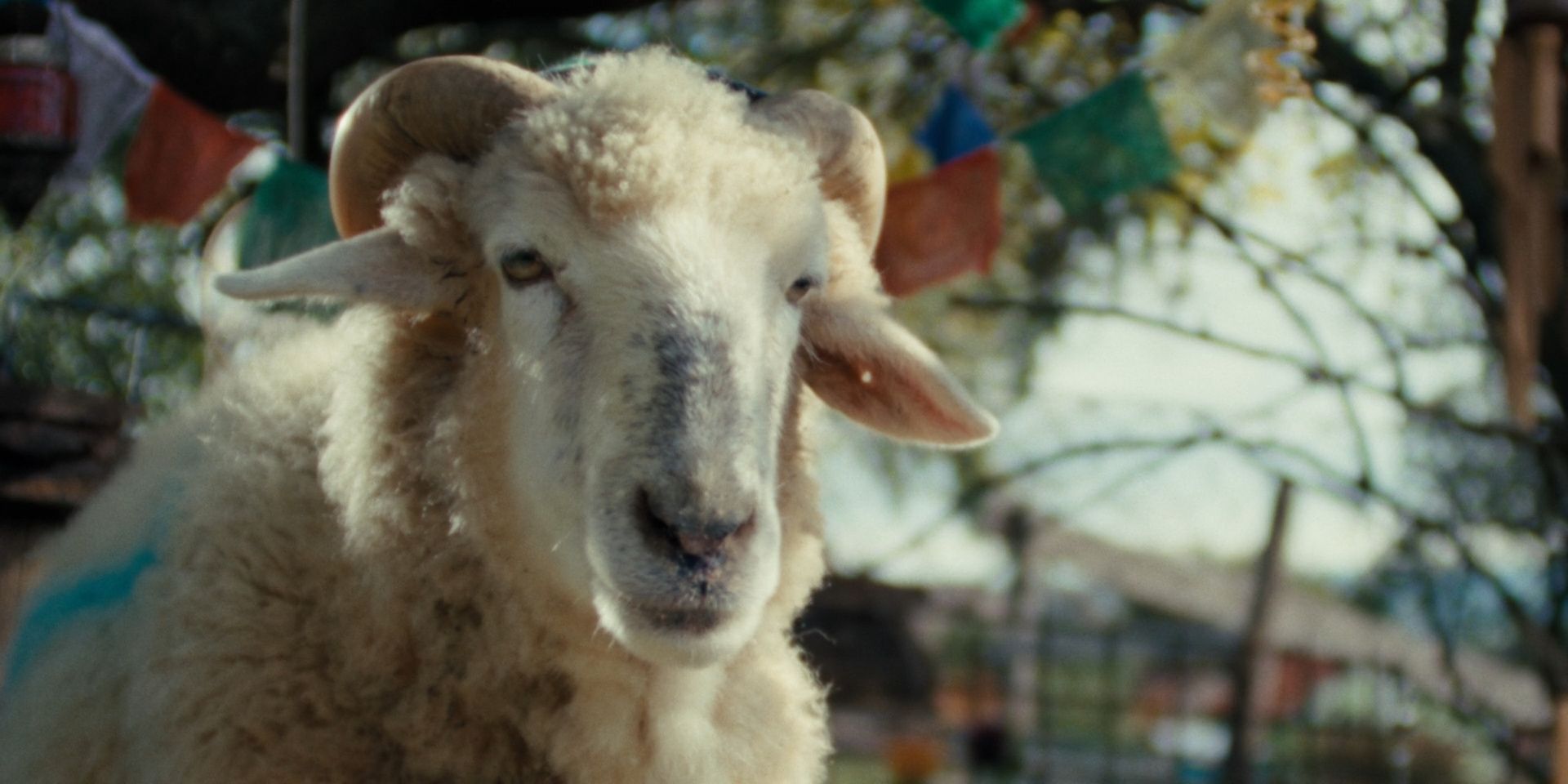 Roland Düringer spricht das Schaf Manfred in der neuen Miniserie 