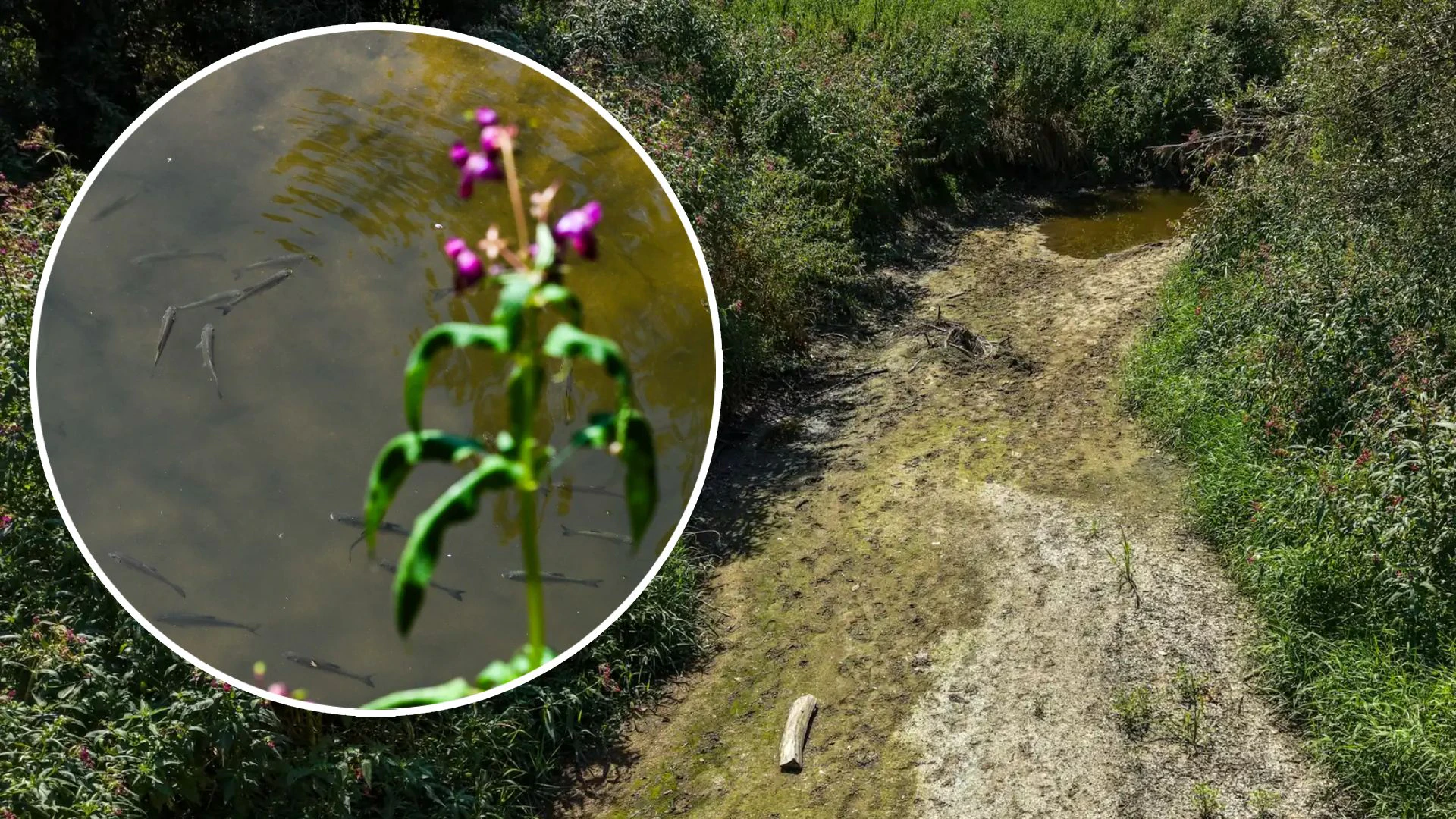 Heute.at - Fluss vertrocknet! Hunderte Fische kämpfen um ihr Leben