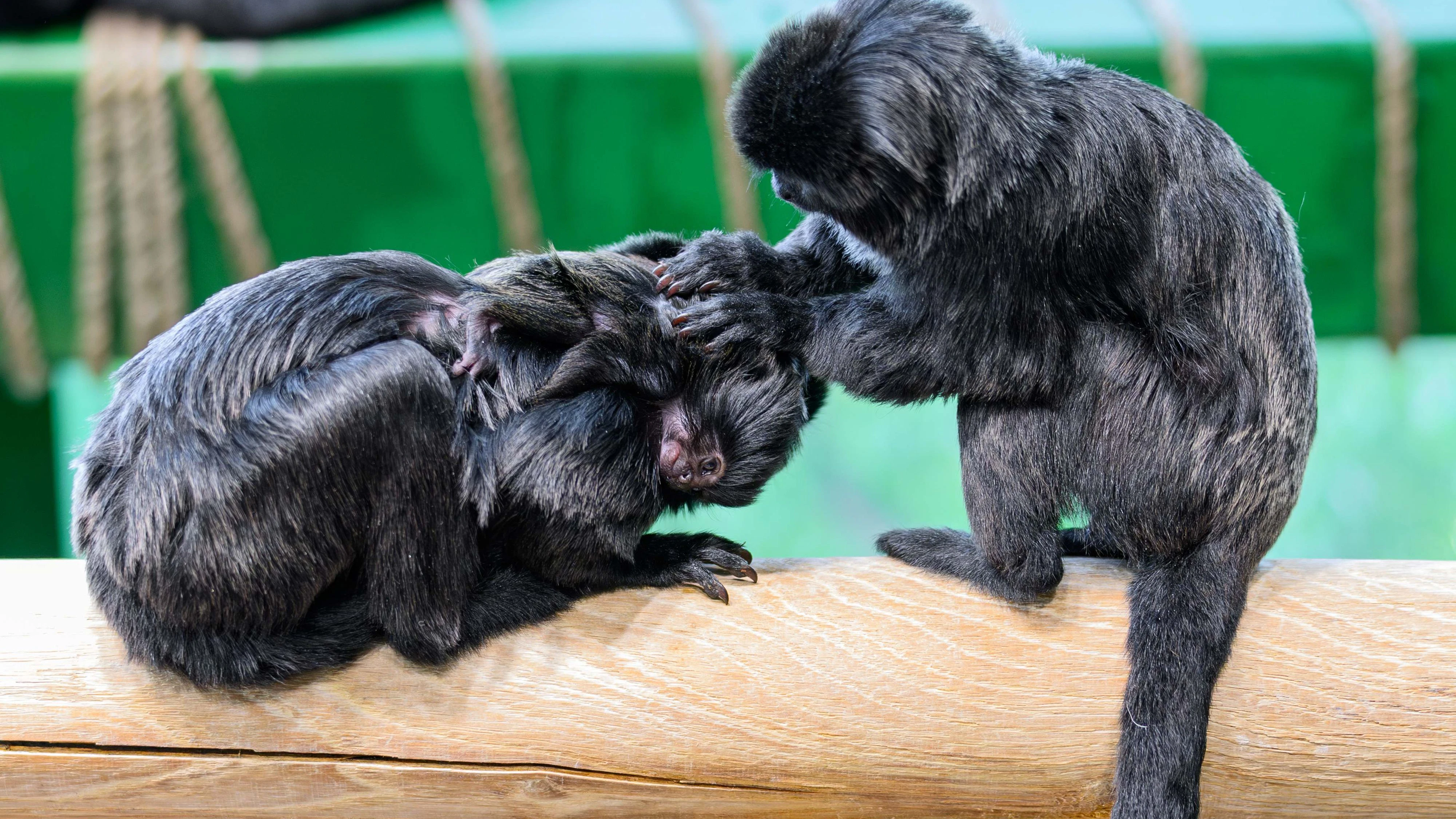 Mama und Papa wechseln sich brav mit der Pflege ihres Babys immer brav ab.