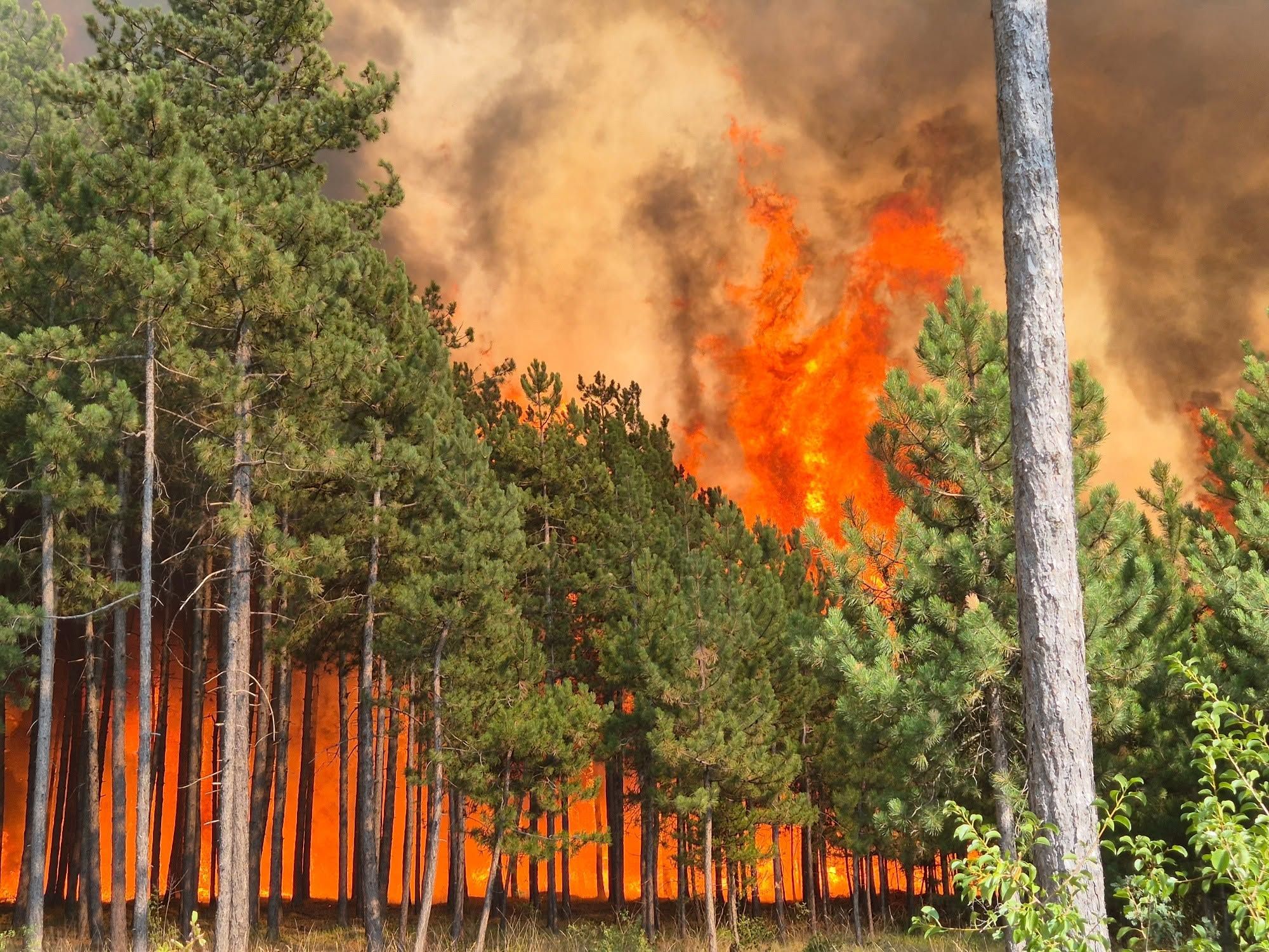 Waldbrand im Föhrenwald im Bezirk Neunkirchen