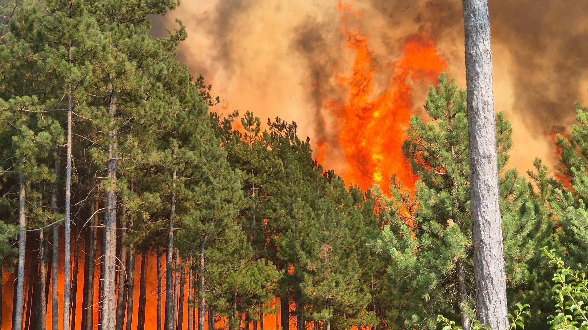 Heute.at - Es ist geschafft – Feuer im Föhrenwald gelöscht