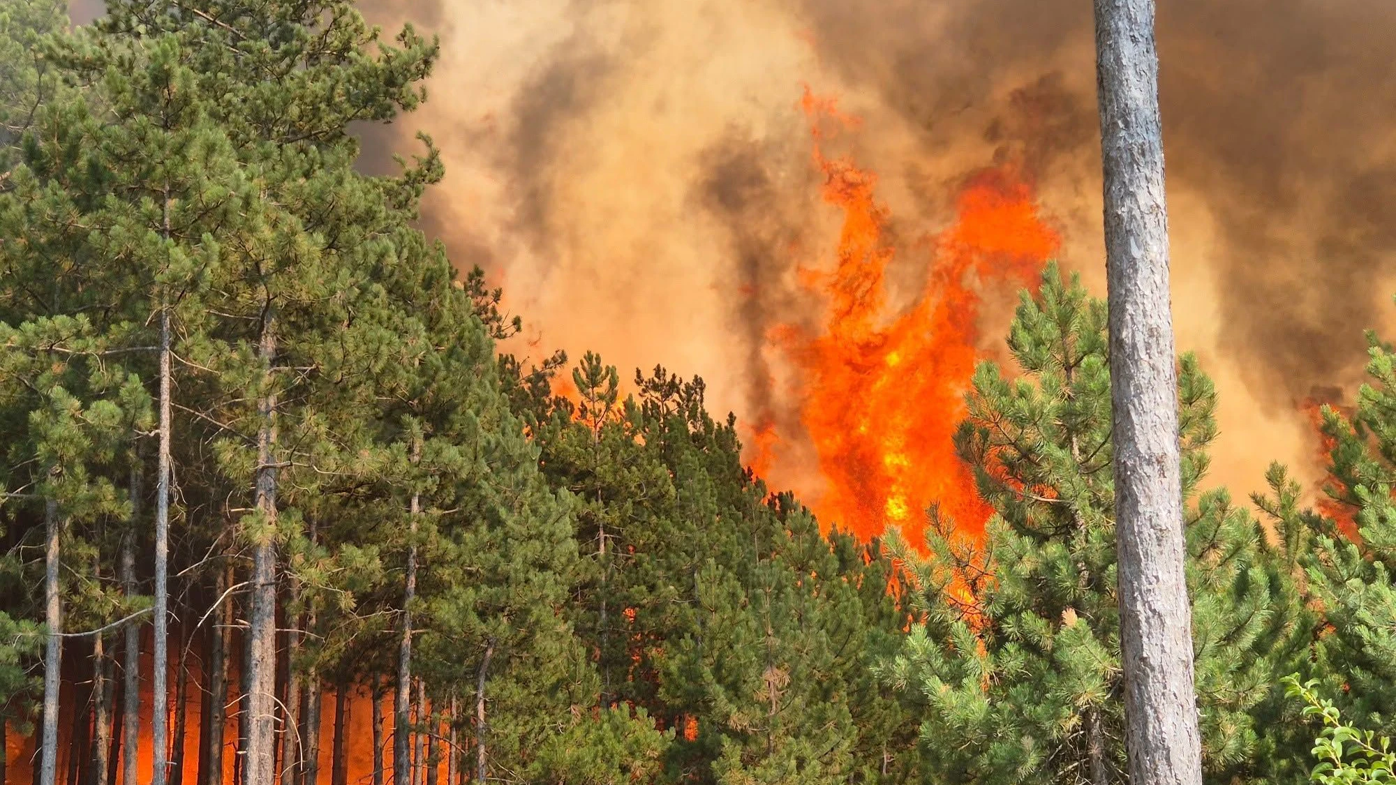 Heute.at - 100 Hektar Wald verbrannt – alte Munition war schuld