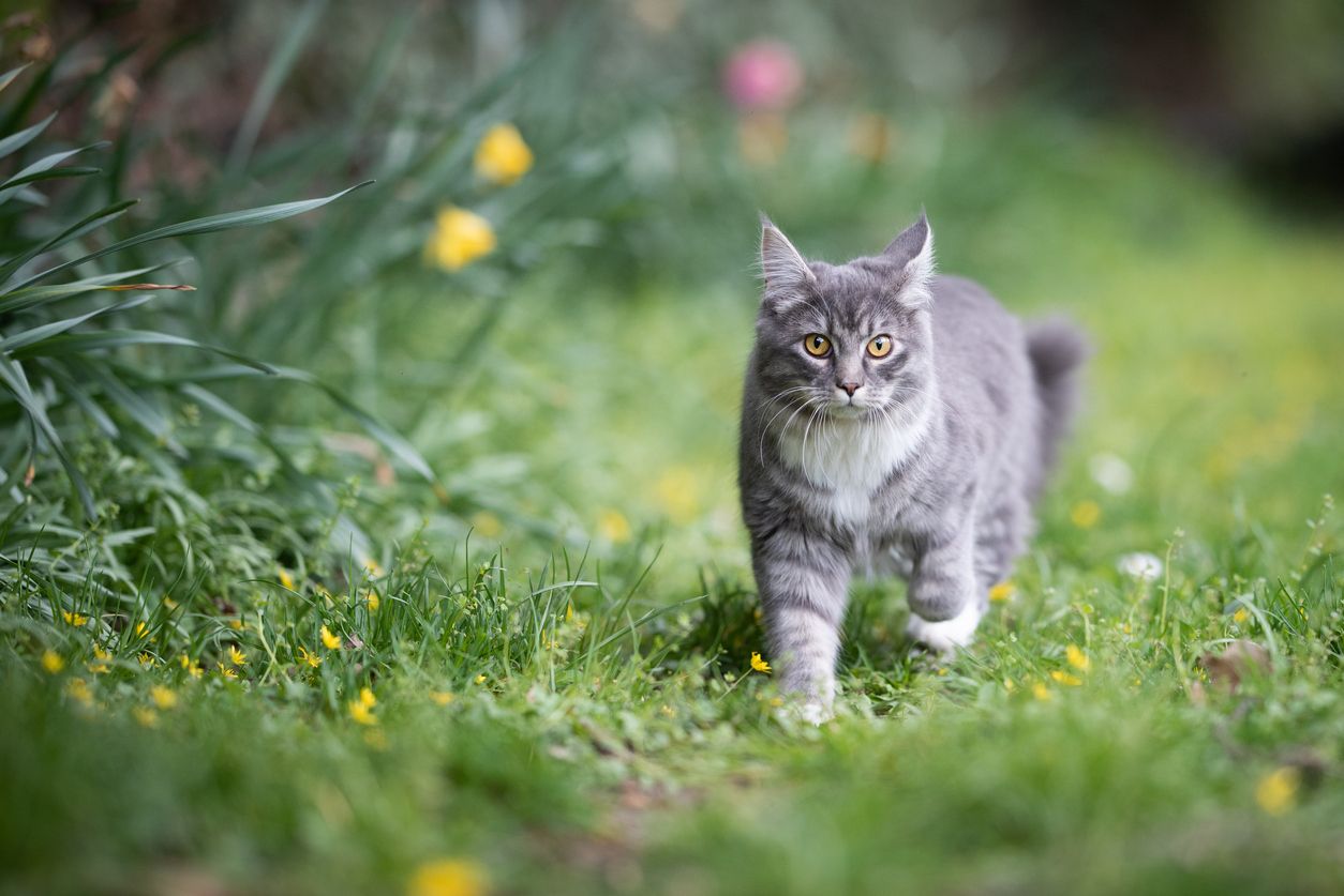 Heute.at - Kot im Garten? So kommt die Nachbarskatze nicht mehr