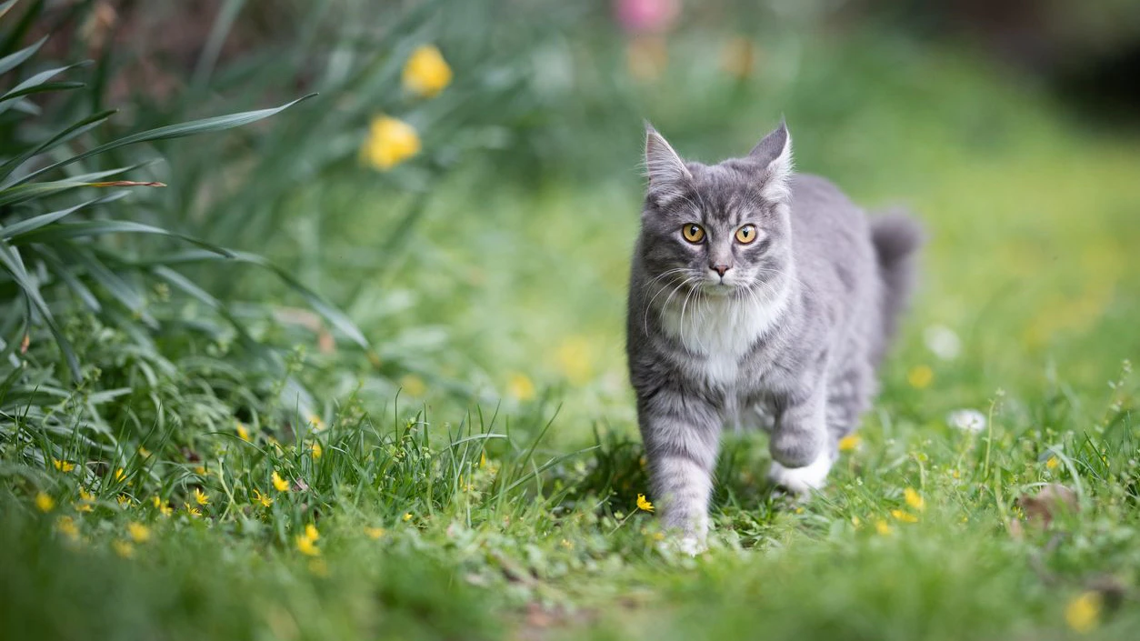 Heute.at - Kot im Garten? So kommt die Nachbarskatze nicht mehr