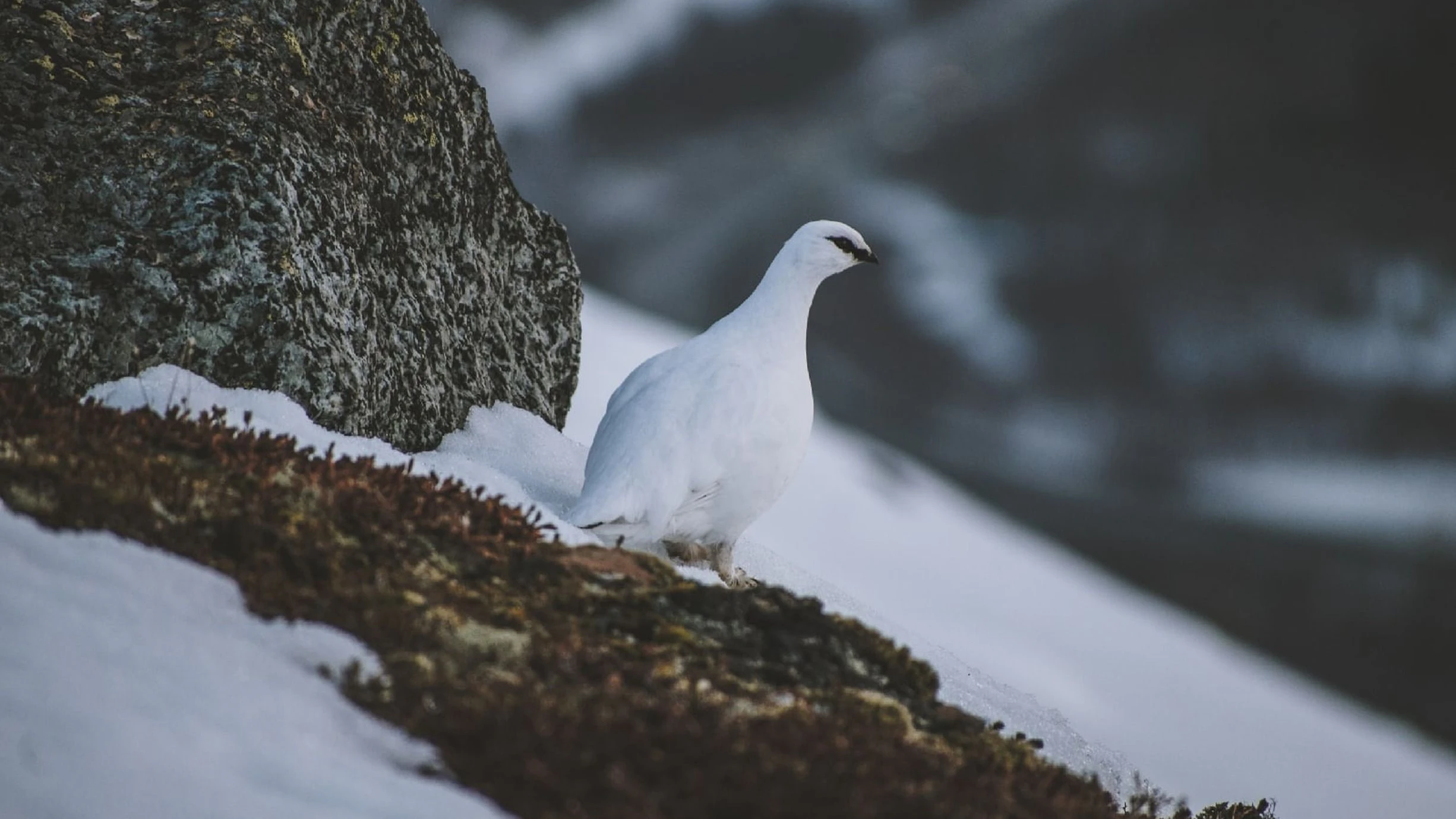 Die Tarnung des Alpenschneehuhns ist eher hinderlich. 