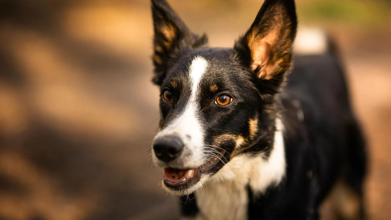 Hundehalter beim Spaziergang – Mit der App Pawtrify sicher unterwegs