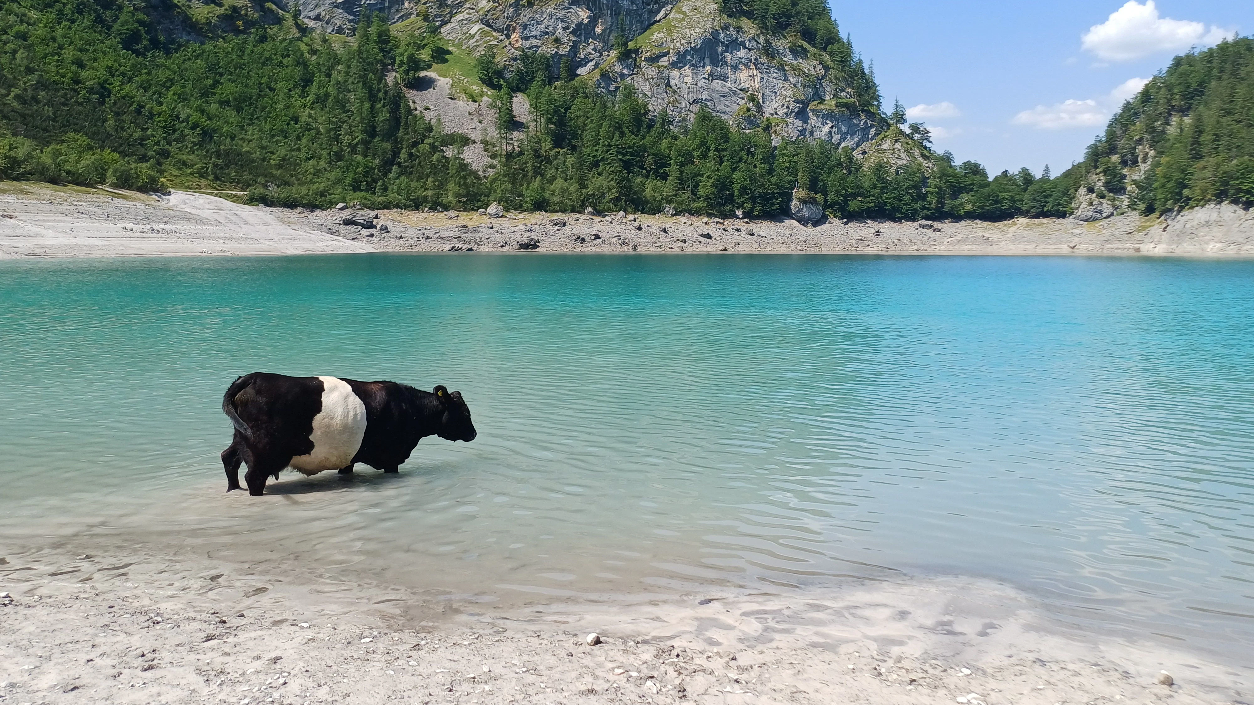Heute.at - Zu heiß zum Grasen! Kuh gönnt sich Abkühlung im Bergsee
