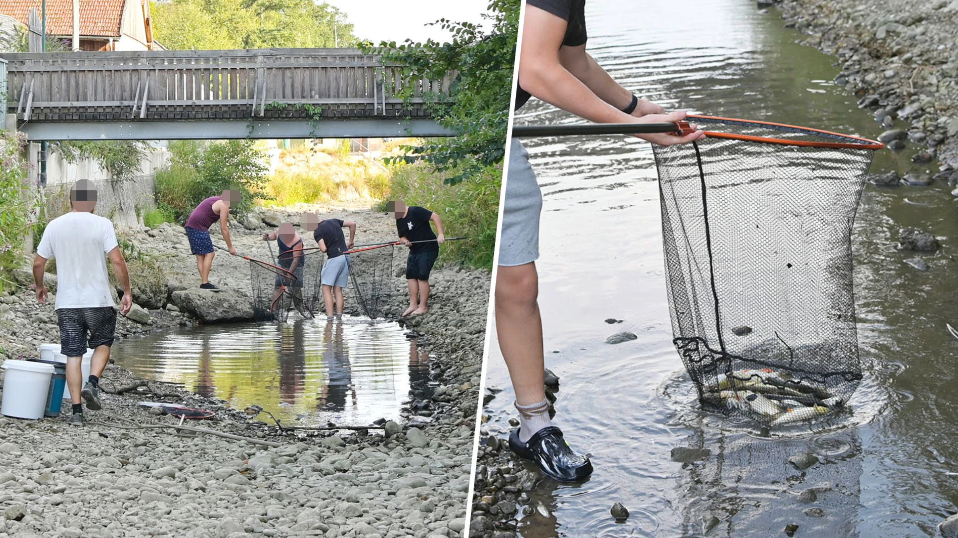 Der Fischereiverein Schalchen holte in Pfaffstätt die letzten lebenden Fische aus der Mattig.