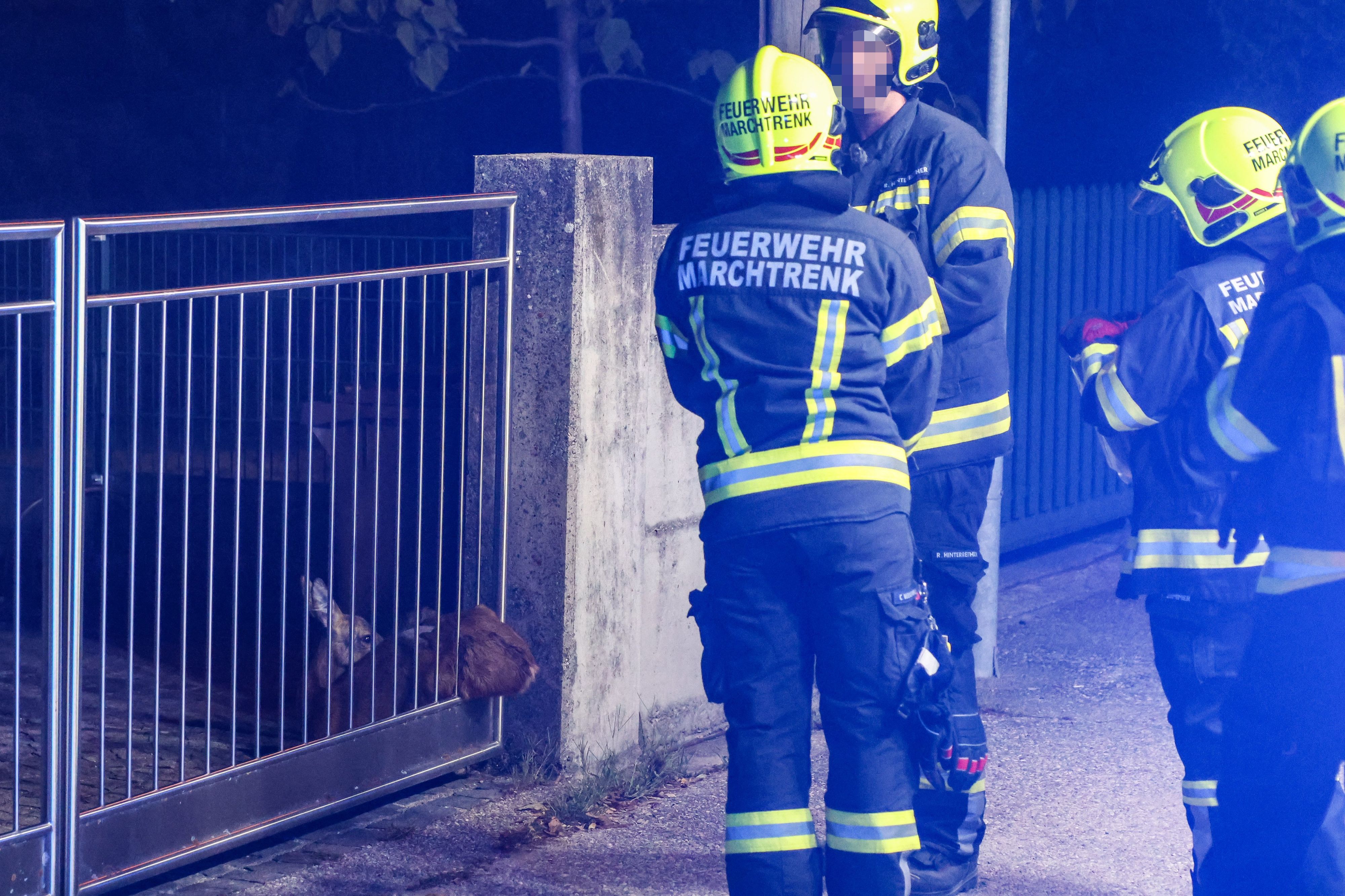 Die Feuerwehr rückte an, um das Wildtier aus seiner misslichen Lage zu befreien.