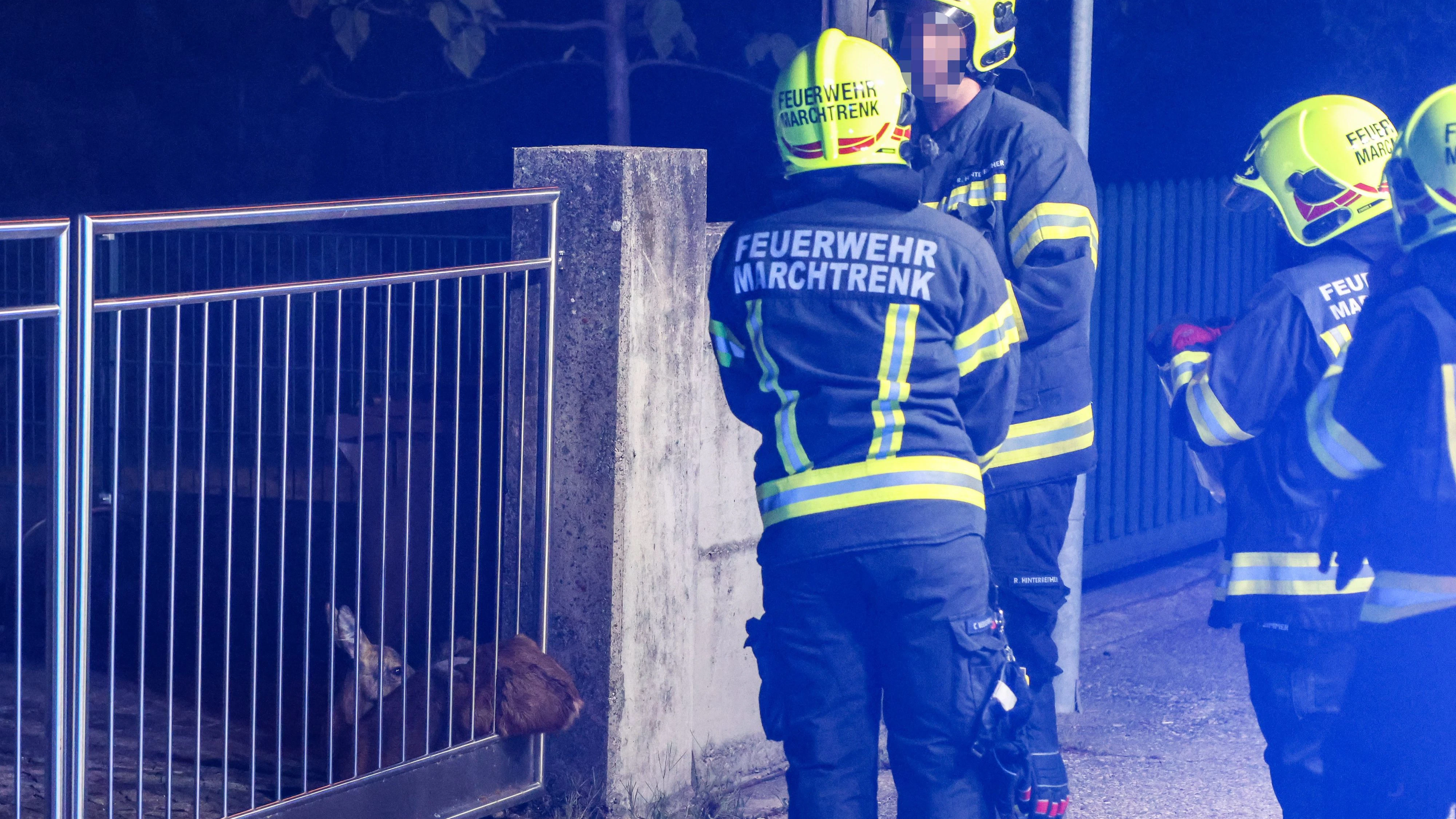 Heute.at - Reh steckt in Einfahrtstor fest – heikle Rettung