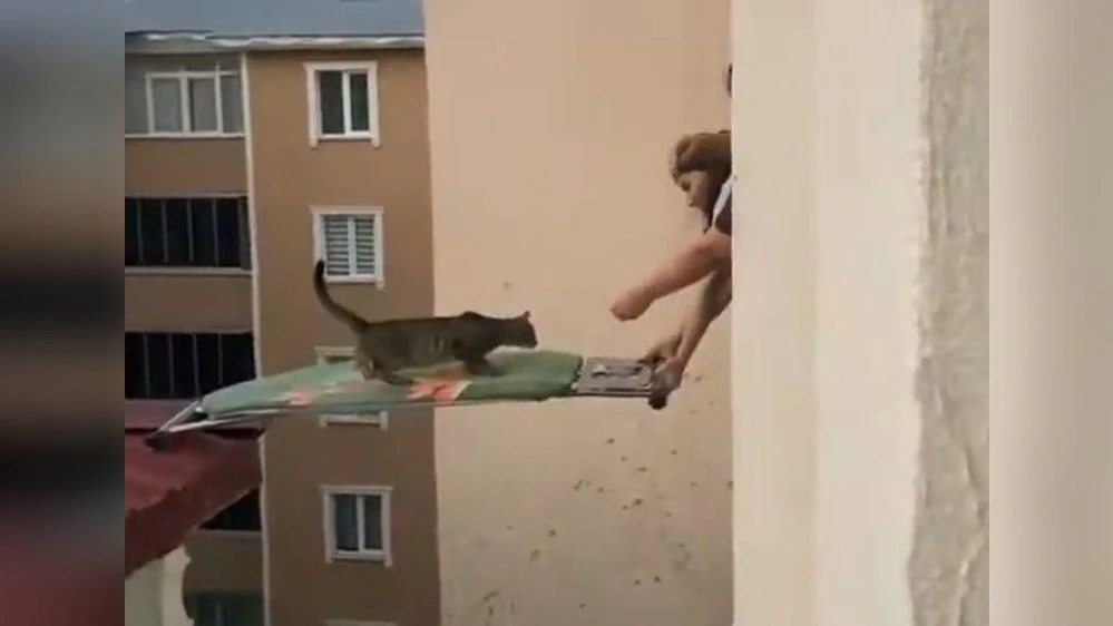 Heute.at - Geniestreich! Mit Bügelbrett zur Katzenrettung