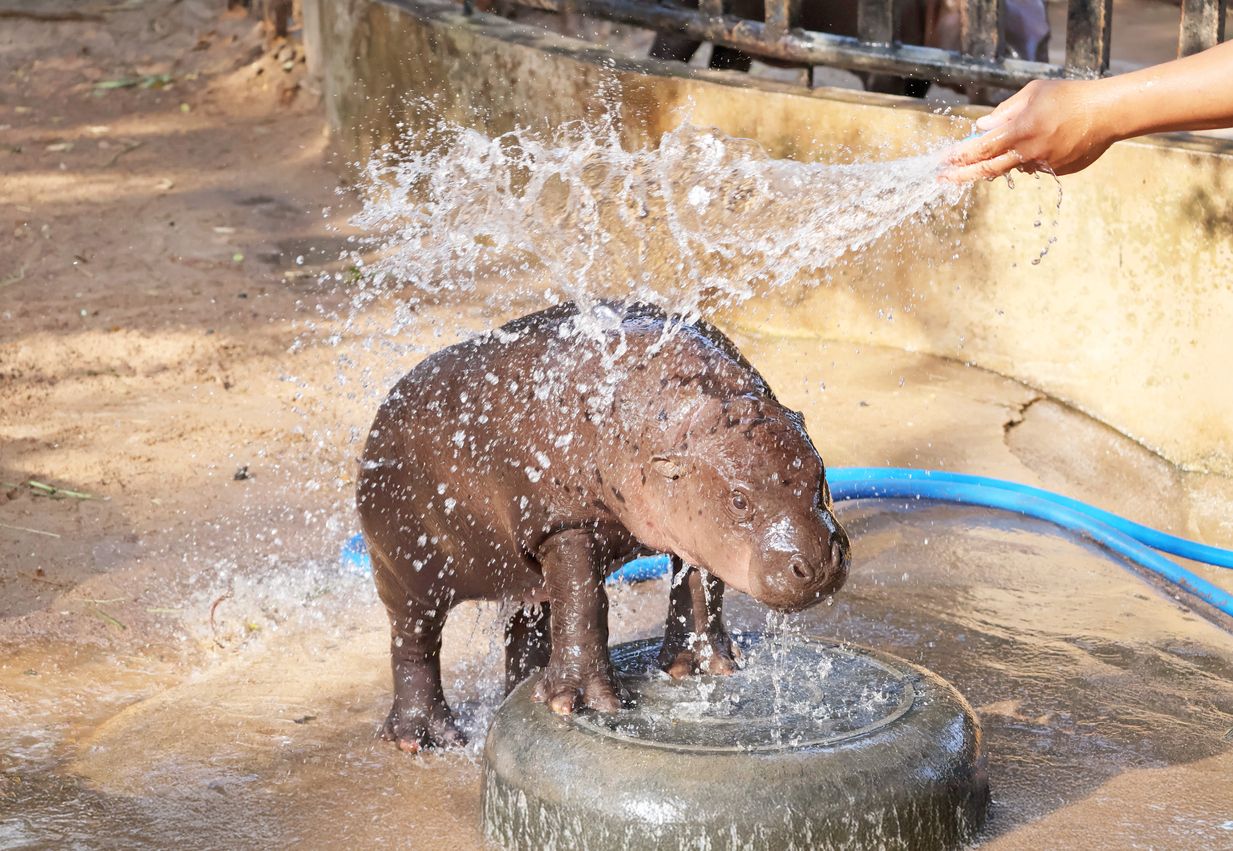 Die Nilpferde gehen auf vier Tiere zurück, die Drogenboss Pablo Escobar in den 1980er-Jahren für seinen privaten Zoo nach Kolumbien bringen ließ.