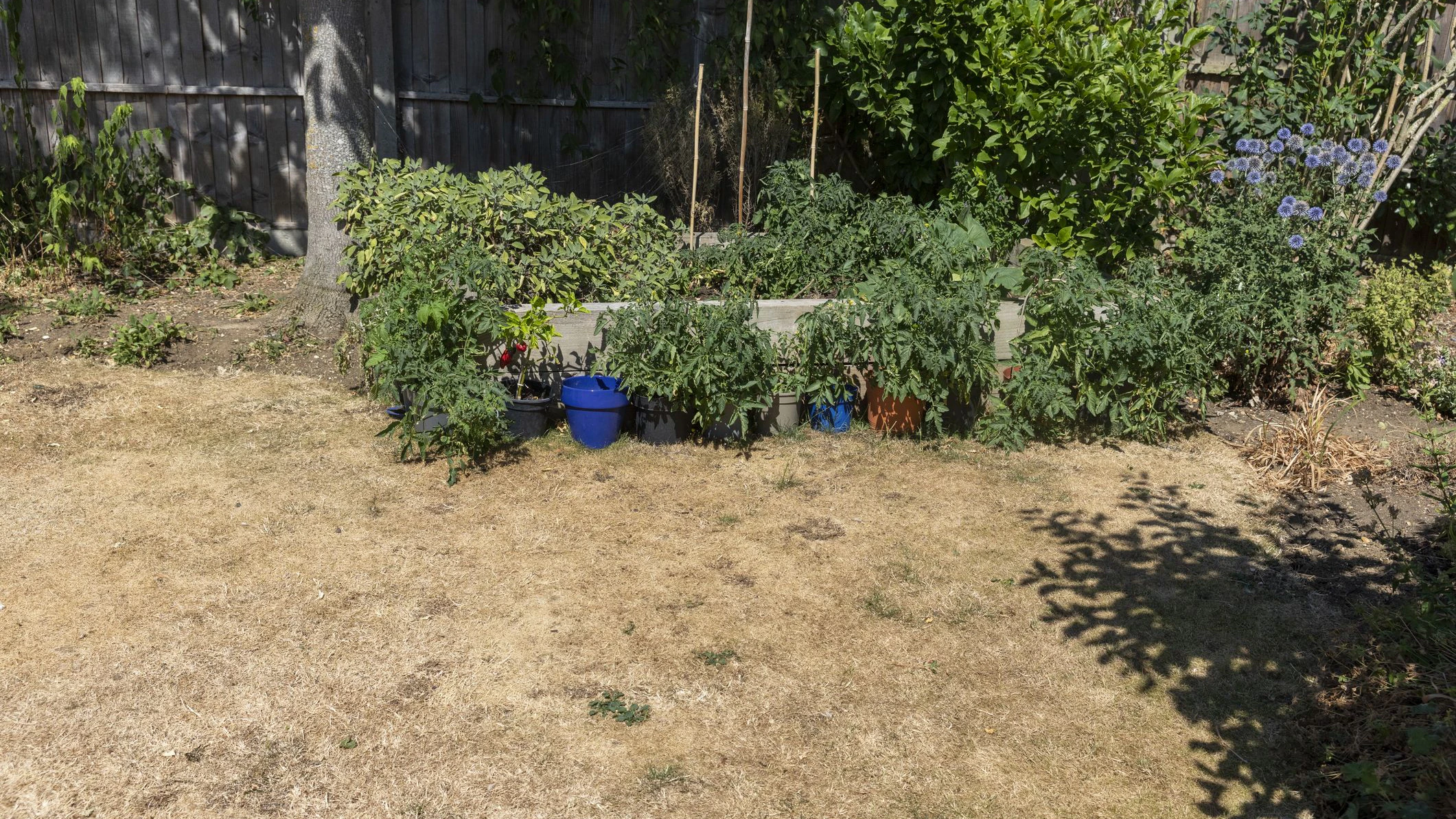 Heute.at - Diese 4 Tricks retten jetzt deinen Garten