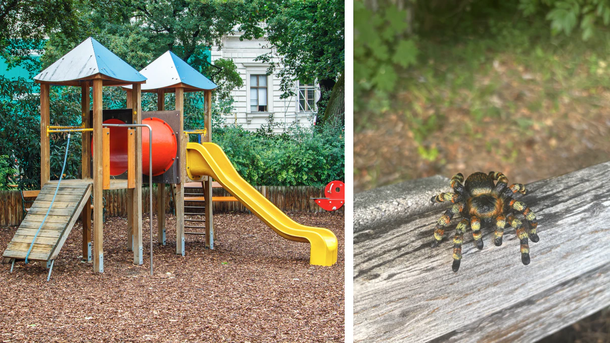 Heute.at - Große Vogelspinne auf Kinderspielplatz gefunden