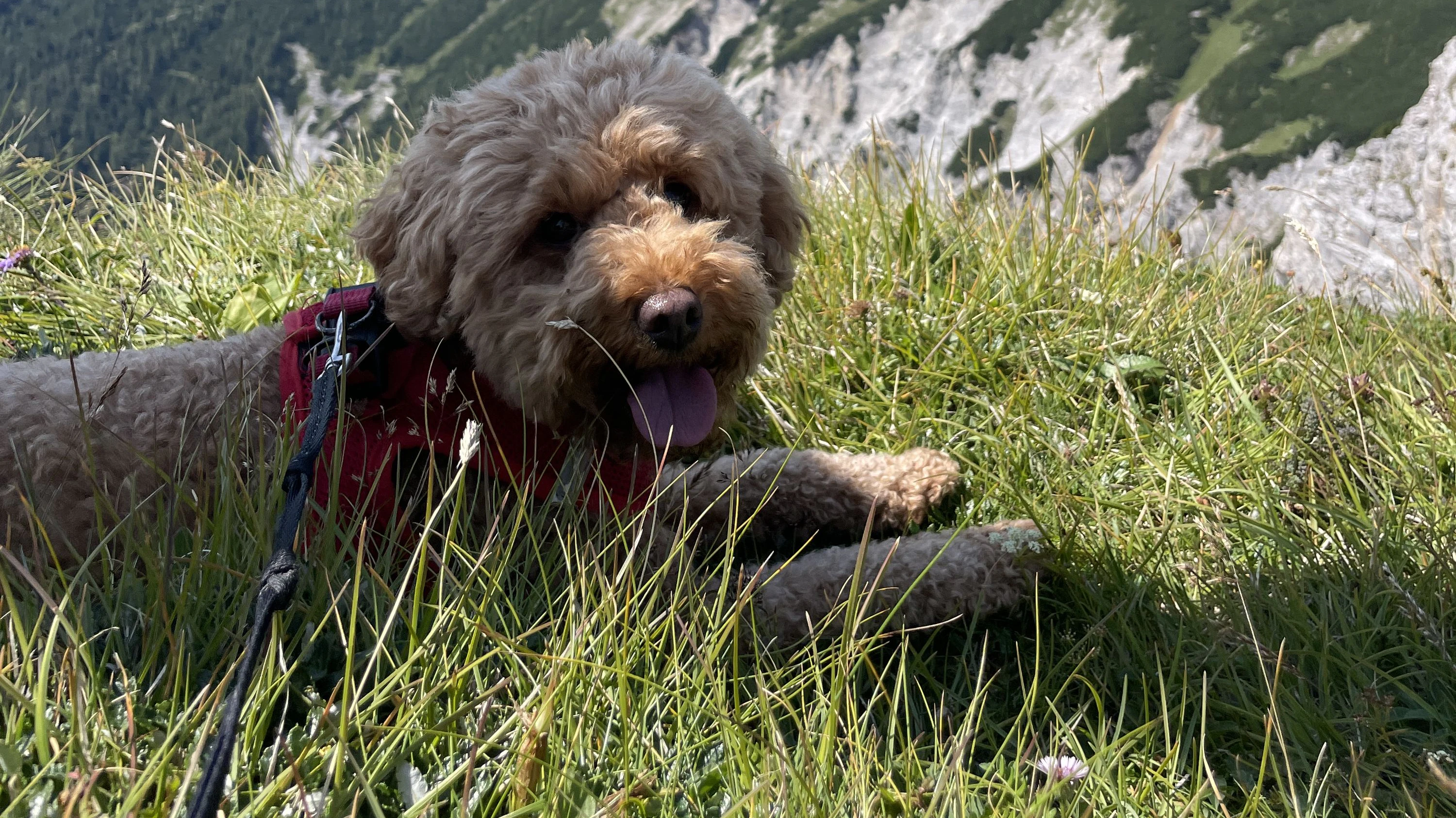 Zwergpudeldame Mika ist wie vom Erdboden verschluckt.