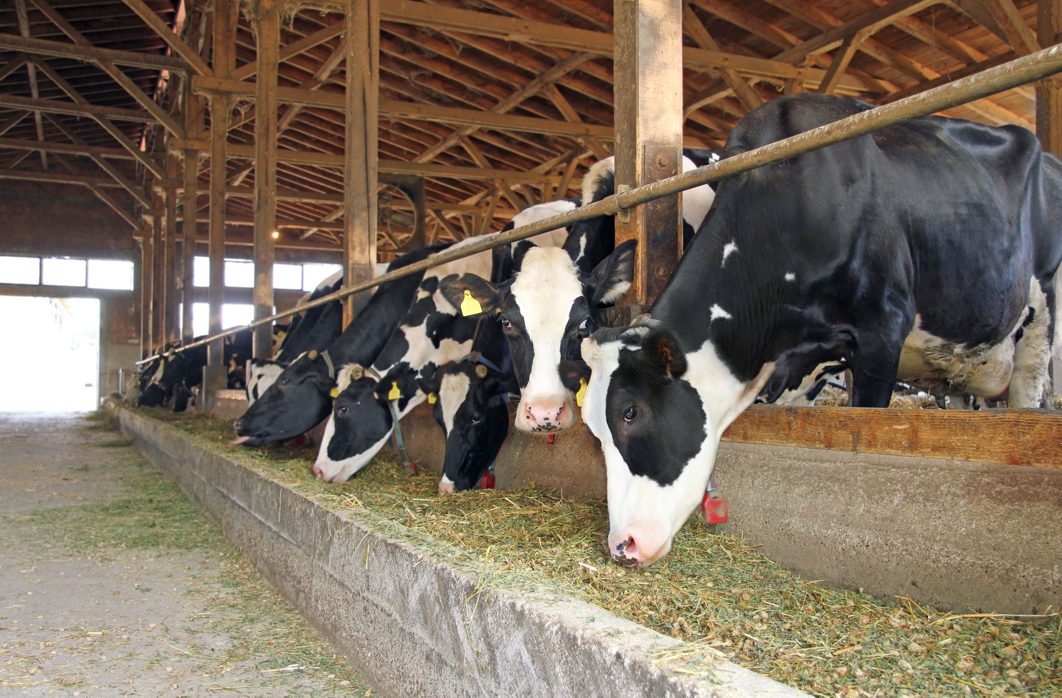 Immer mehr Landwirte müssen ihre Rinder notschlachten lassen, weil das Futter fehlt.