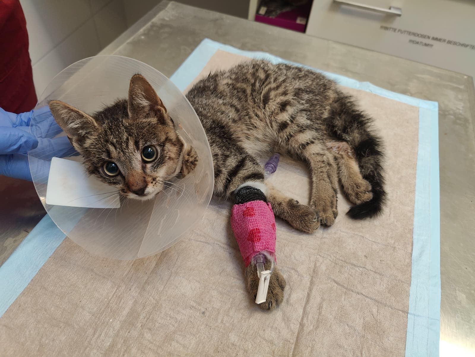 Heute.at - Fahrer erfasst Katzenbaby und lässt es halbtot liegen