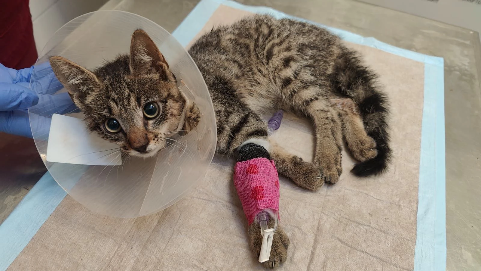 Heute.at - Fahrer erfasst Katzenbaby und lässt es halbtot liegen