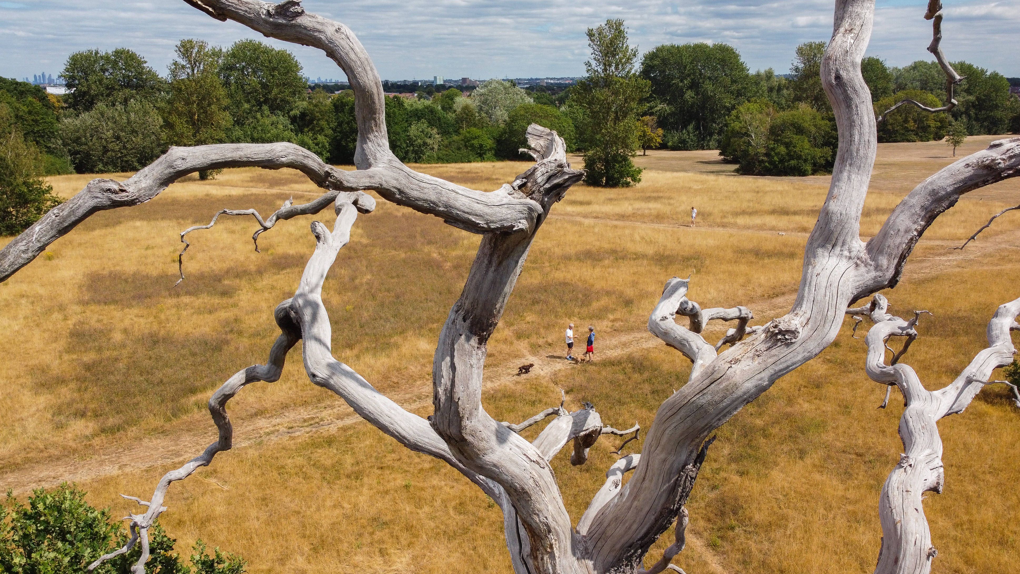 Die Londoner Parks sind durch die anhaltende Dürre komplett ausgetrocknet, sehen aus wie in der Serengeti