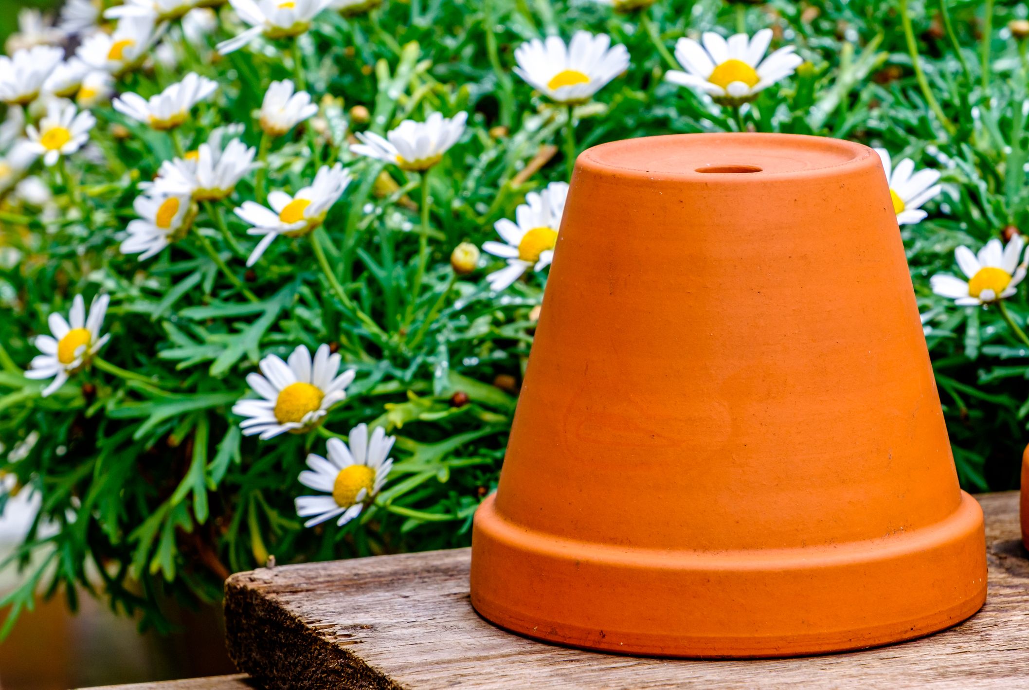 Der Blumentopf-Trick hilft im Kampf gegen den Dichmaulrüssler.