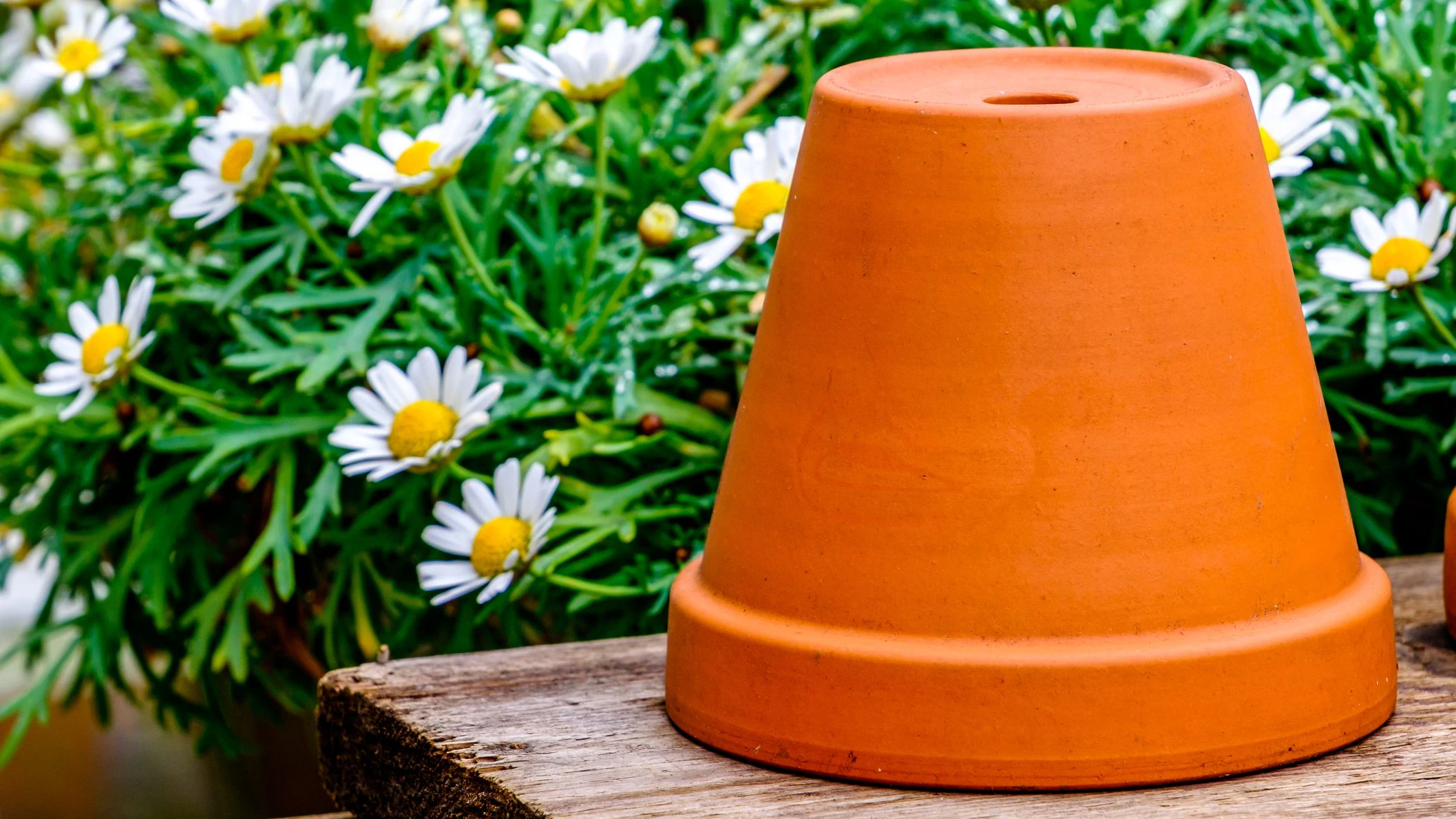 Heute.at - Darum solltest du jetzt einen Blumentopf umdrehen