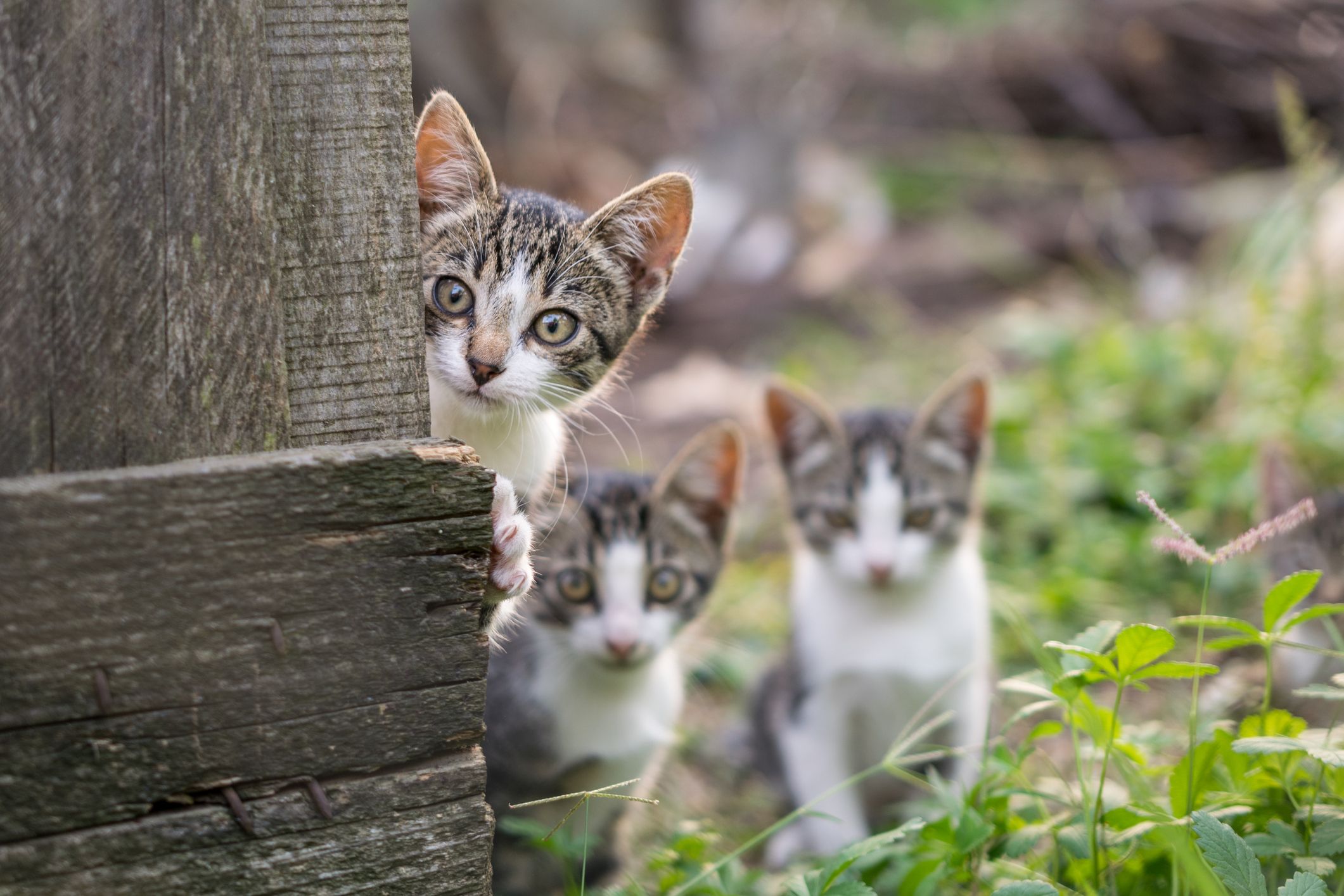 Heute.at - Gesetzeslücke lässt tausende unserer Katzen leiden