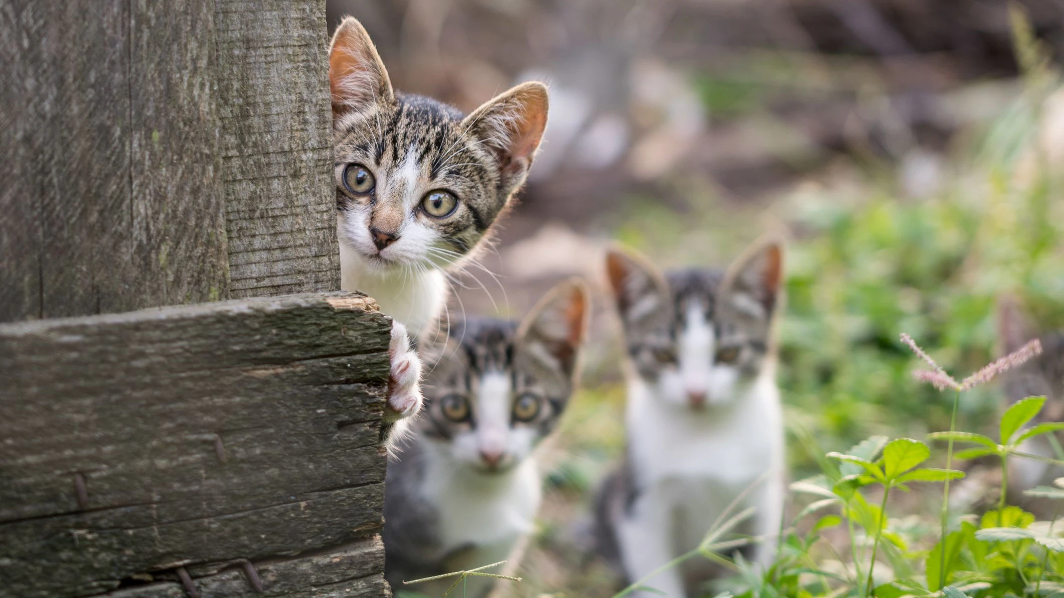 Heute.at - Gesetzeslücke lässt tausende unserer Katzen leiden