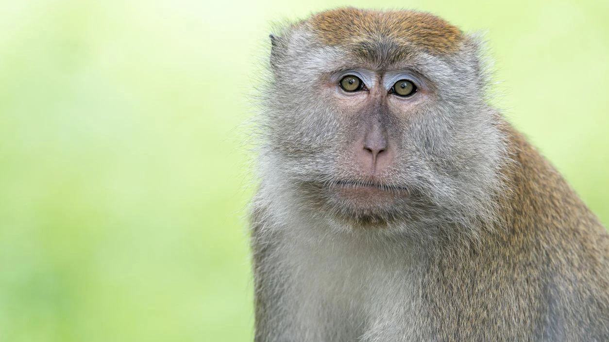 Heute.at - Aggressiver Affe verletzt 18 Menschen in Indonesien