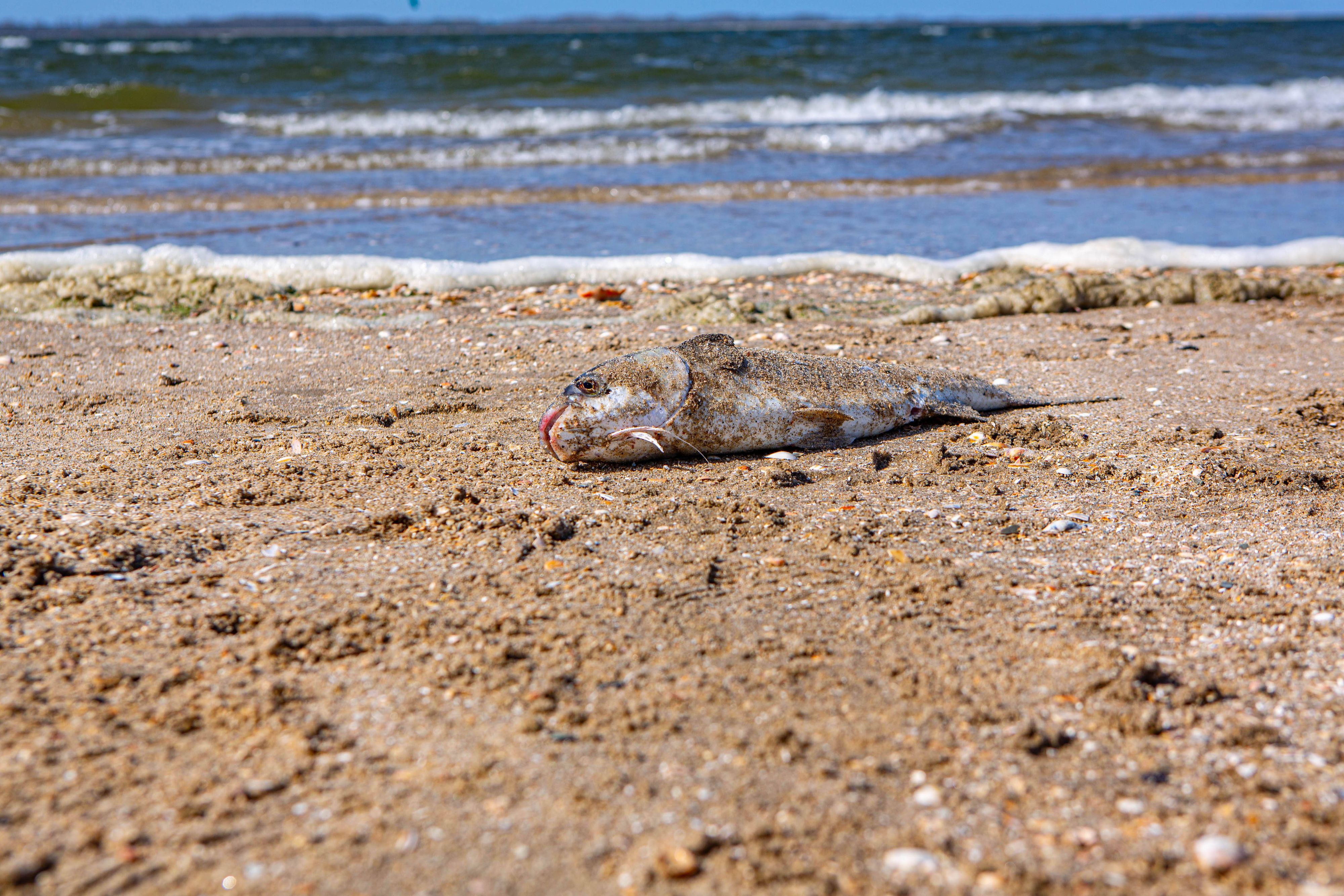 Ein toter Fisch am Strand von Rockanje, Südholland. Die steigenden Temperaturen sind für viele Arten eine Gefahr.