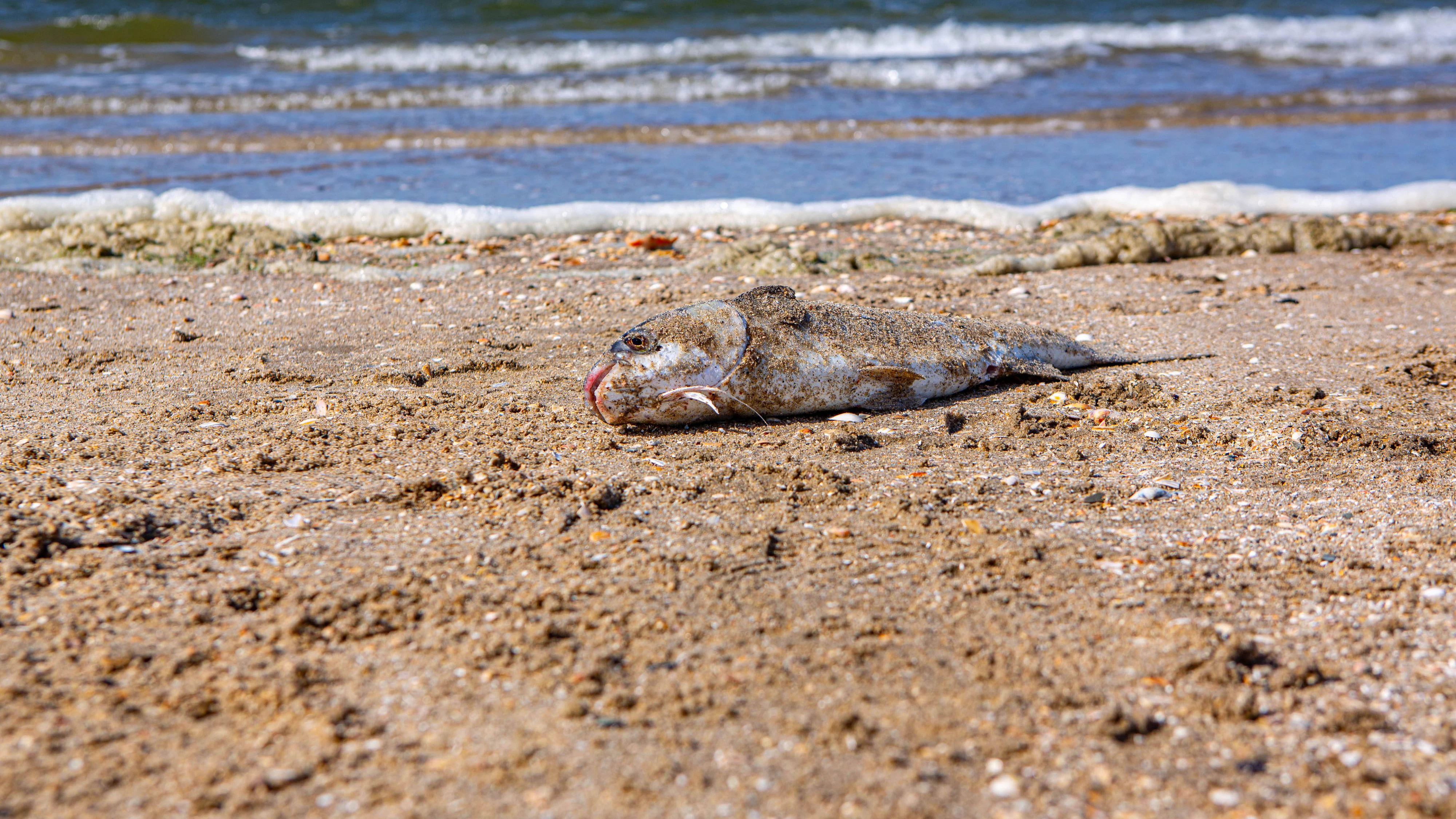 Ein toter Fisch am Strand von Rockanje, Südholland. Die steigenden Temperaturen sind für viele Arten eine Gefahr.