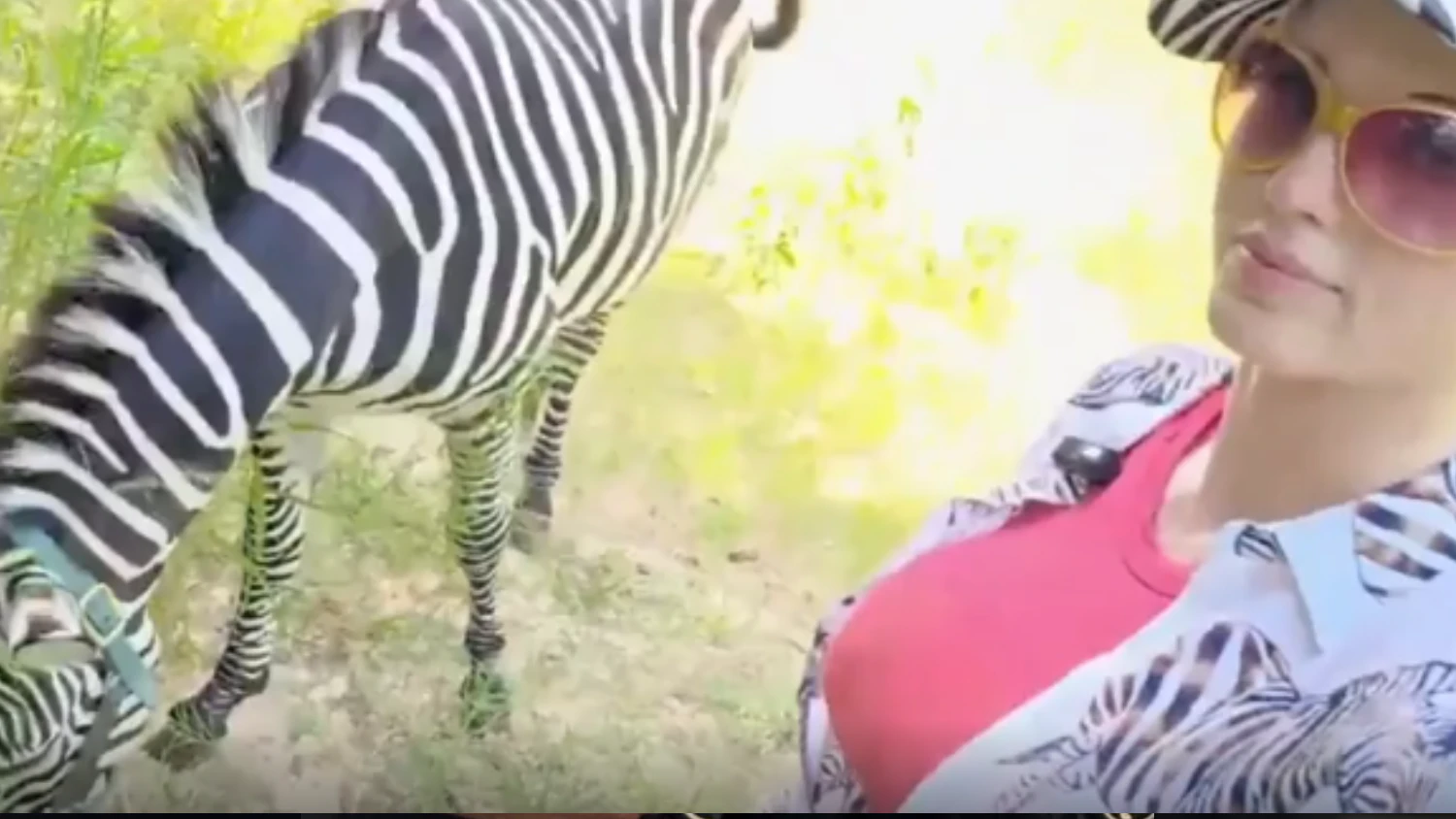 OnlyFans-Star Amouranth kauft sich ein Zebra