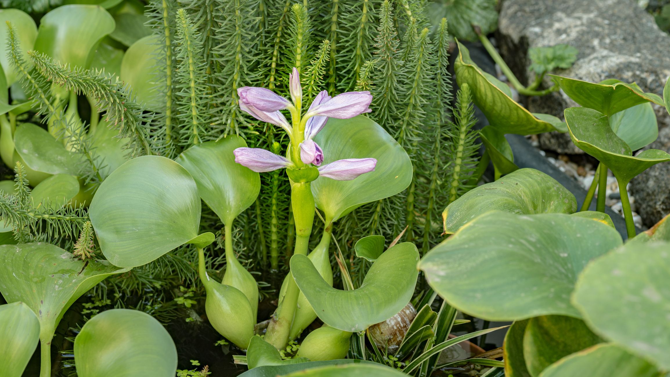 Die Wasserhyazinthe sieht harmlos aus – doch ihre Haltung und Verbreitung sind in der EU streng verboten.