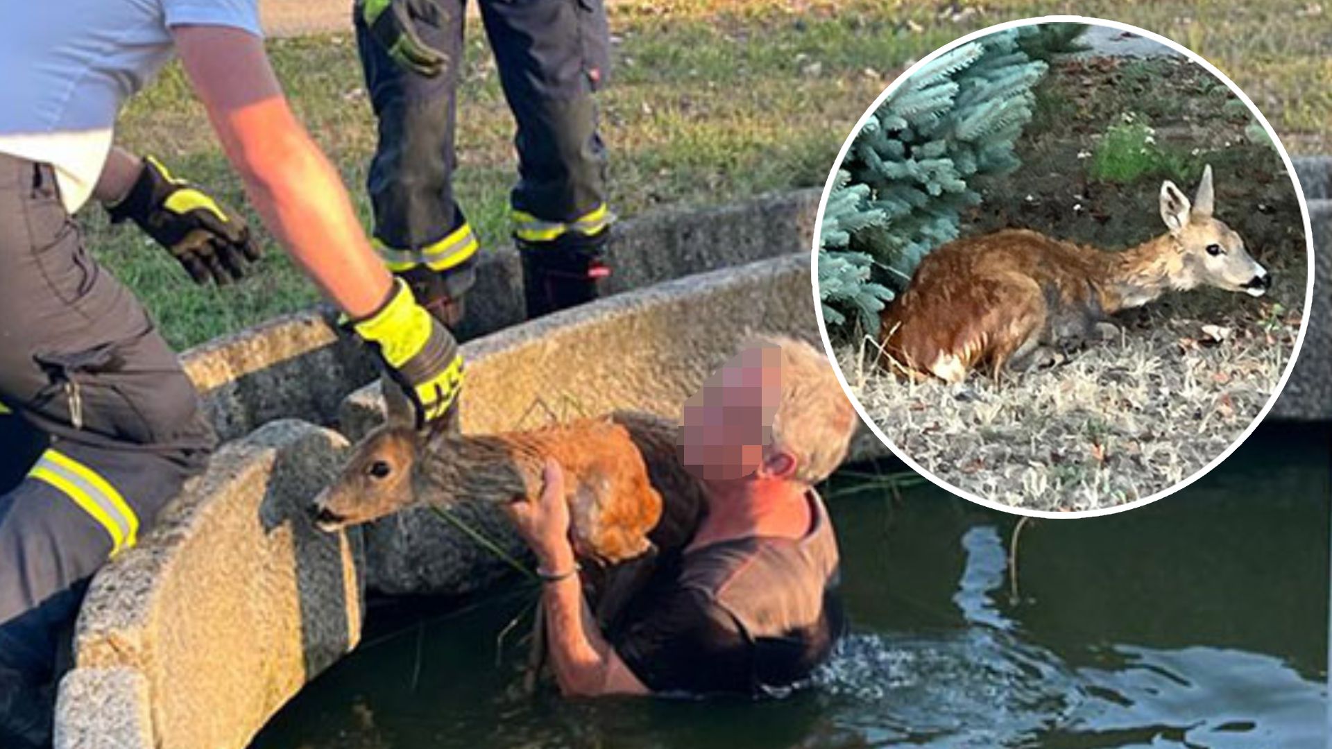 Die Feuerwehr Alkoven rettete das Reh aus dem Springbrunnen.