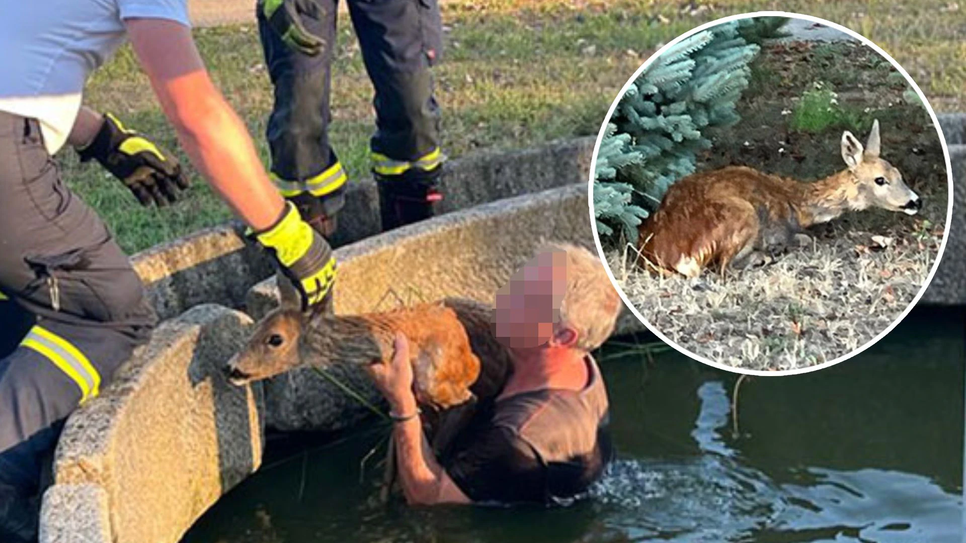 Heute.at - Reh stürzt in Brunnen – Feuerwehrler springt hinterher