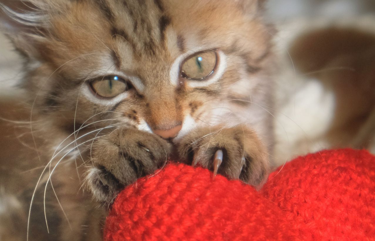 Heute.at - 7 Gründe, warum deine Katze dich knetet