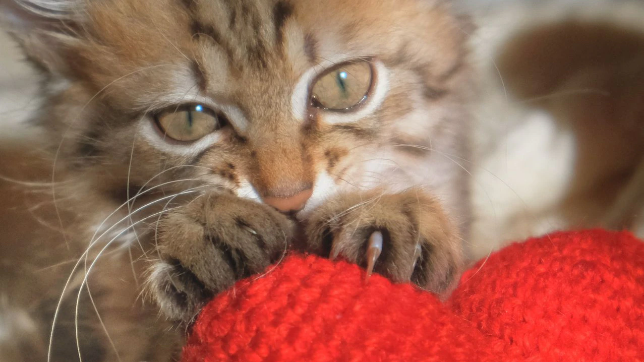 Cute funny kitten, pets, Sharpening claws
