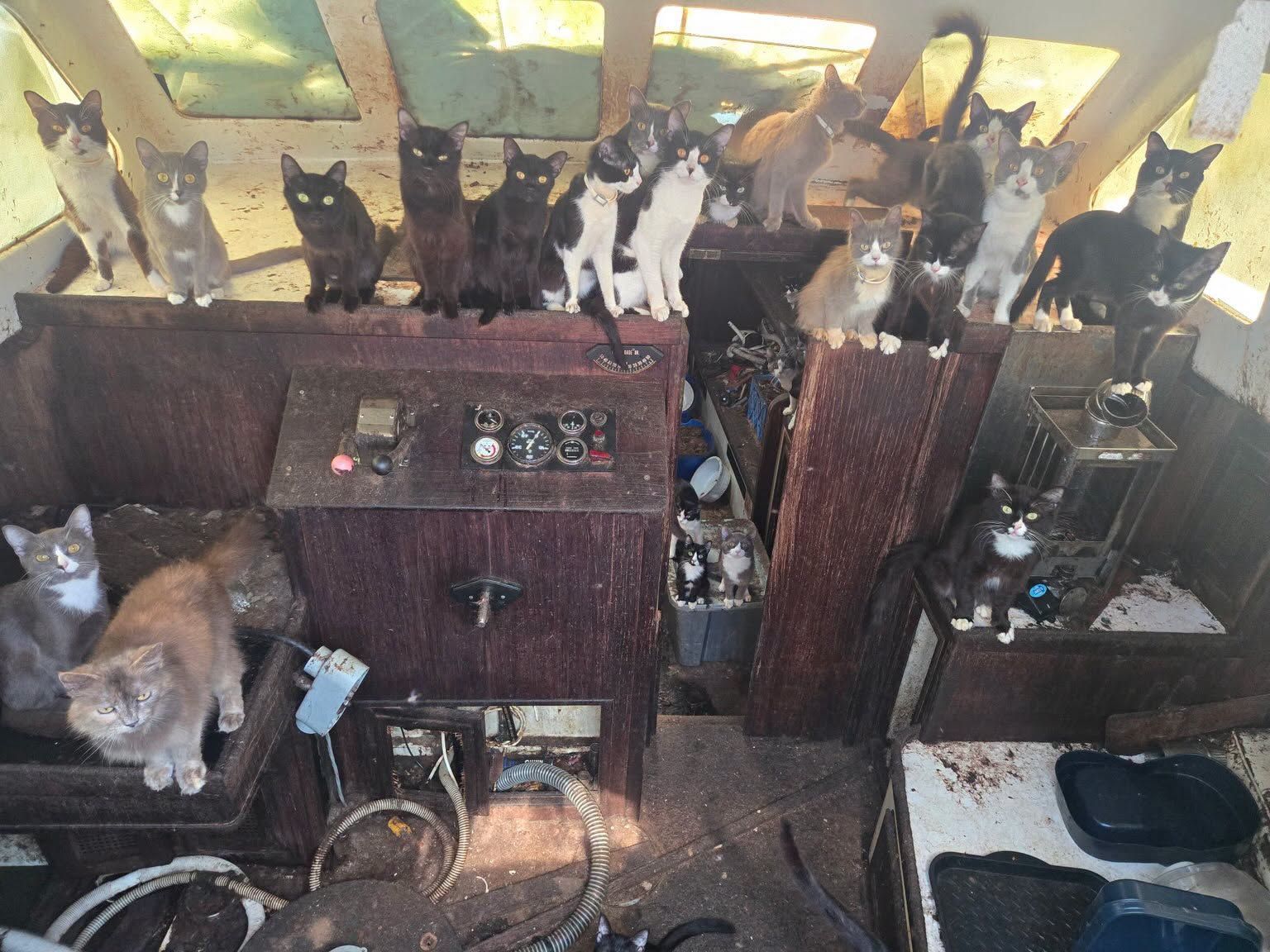 Guguck! Da schauten die Katzen, als plötzlich Polizisten das Boot betraten
