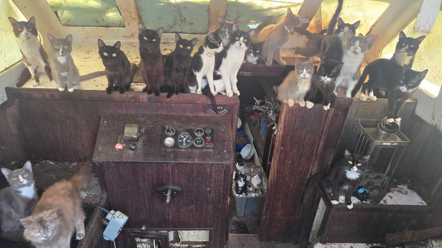 Guguck! Da schauten die Katzen, als plötzlich Polizisten das Boot betraten