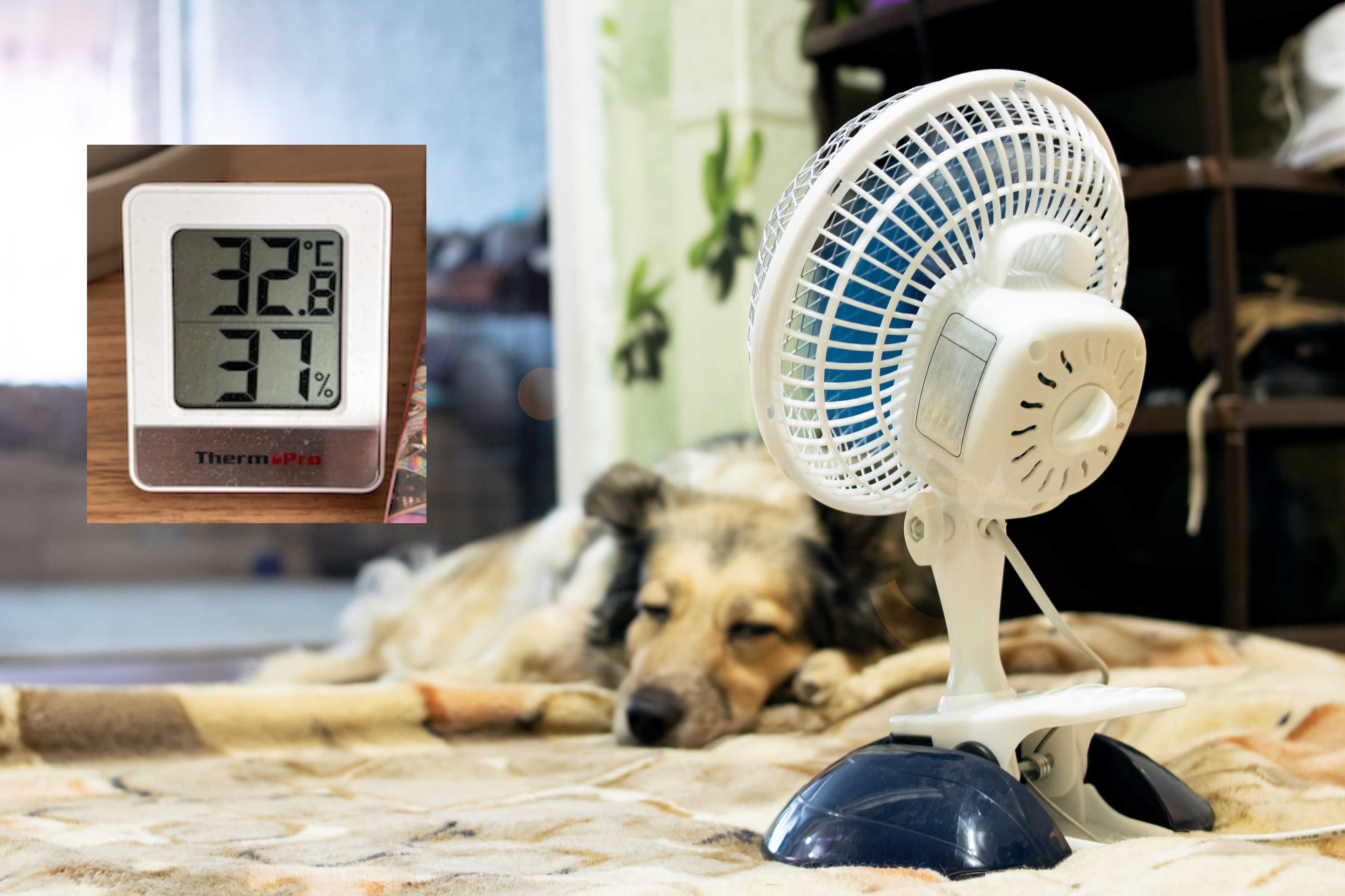 32,8 Grad in Wohnung: Hundebesitzer können vor Hitze nicht so leicht in Hotel flüchten. 